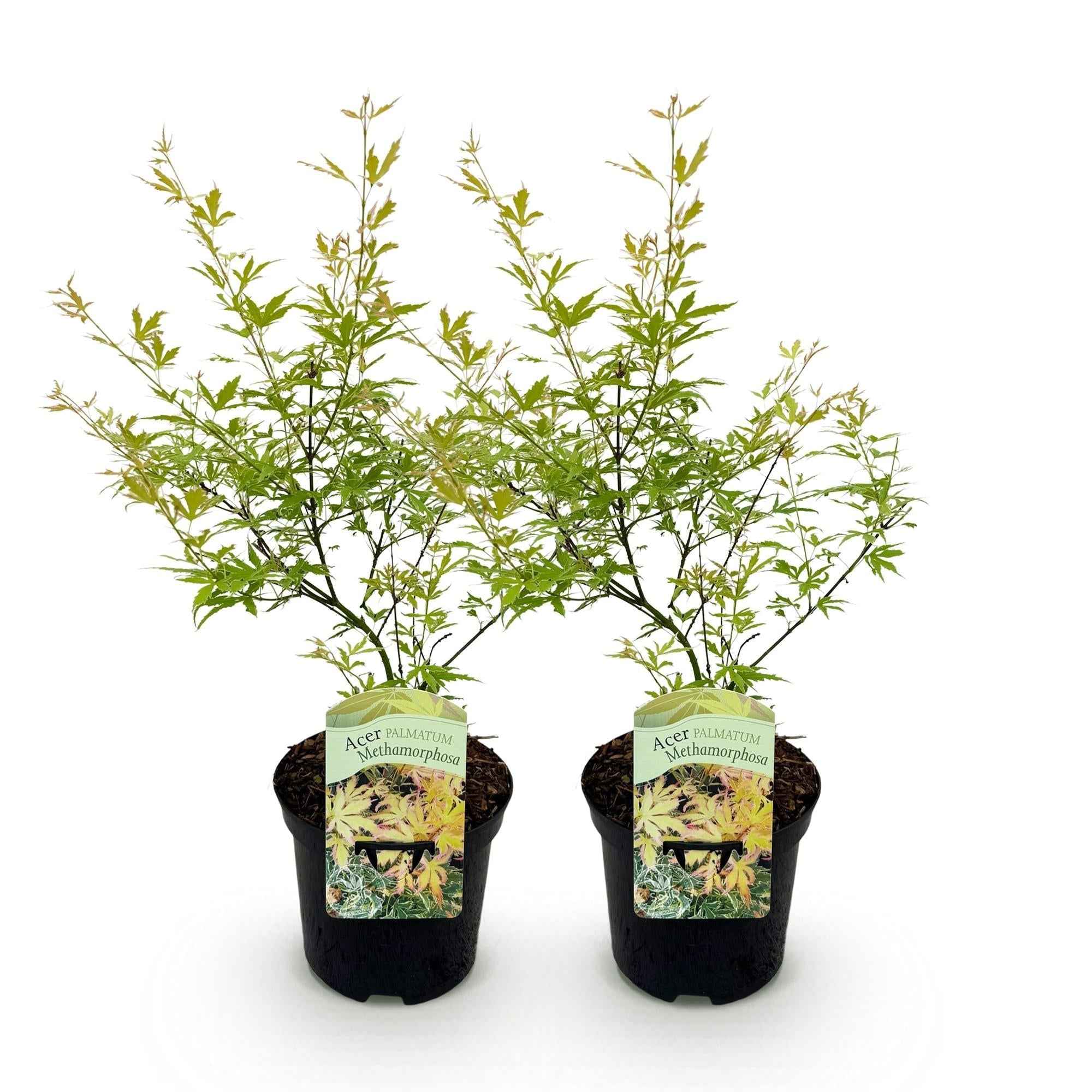 Image of Japanischer Ahorn – Acer palmatum Metamorphosa – 70cm hoch – 19cm – Balkonpflanze & Zierbaum – Grünes Frühlingslaub, rote Herbstfärbung-0