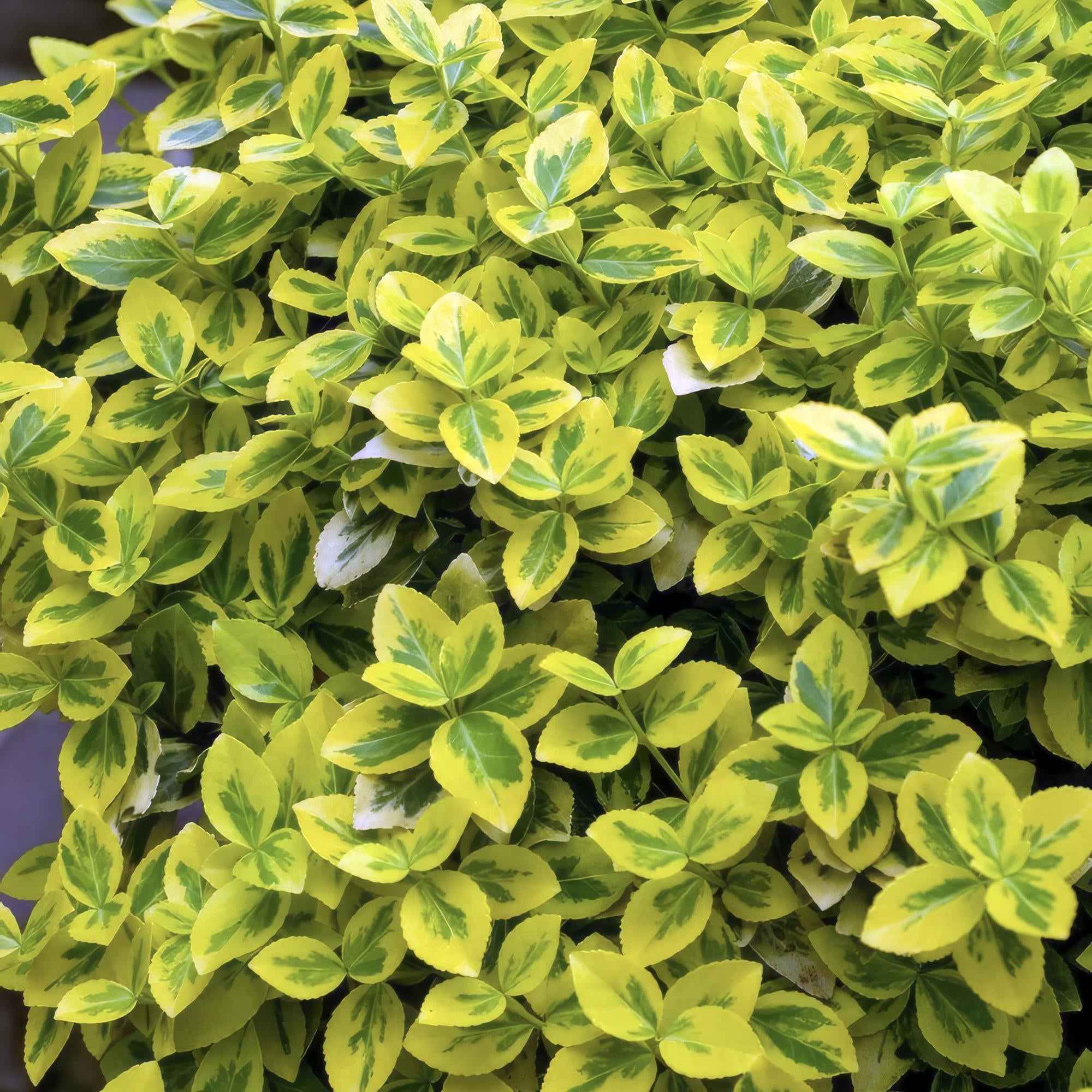 Image of Euonymus fortunei 'Emerald 'n Gold' – Immergrüner Strauch mit gelb – grünem Laub – ↕10-25cm – Ø9cm – Kompakt & pflegeleicht-1