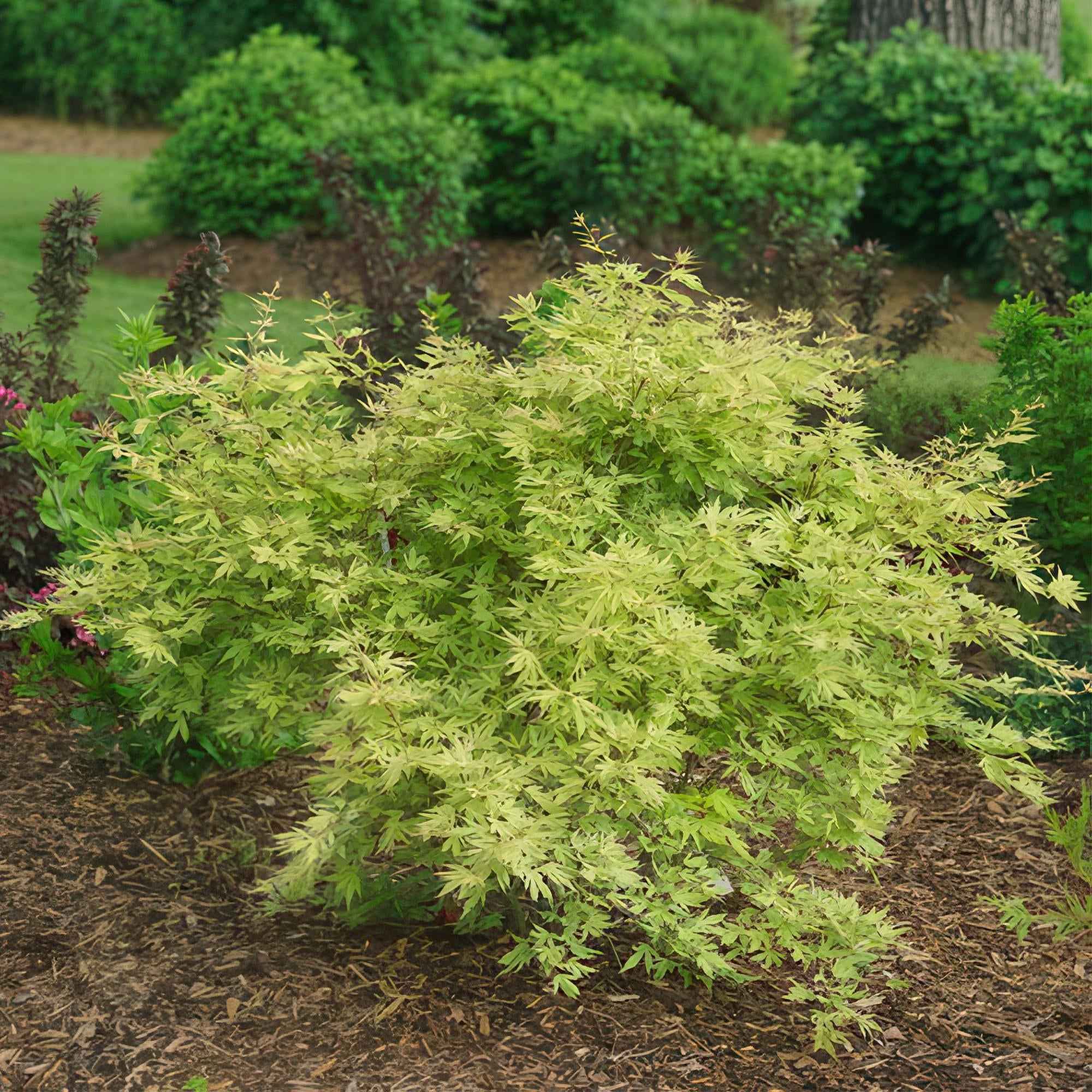 Image of Japanischer Ahorn – Acer palmatum Metamorphosa – 70cm hoch – 19cm – Balkonpflanze & Zierbaum – Grünes Frühlingslaub, rote Herbstfärbung-3