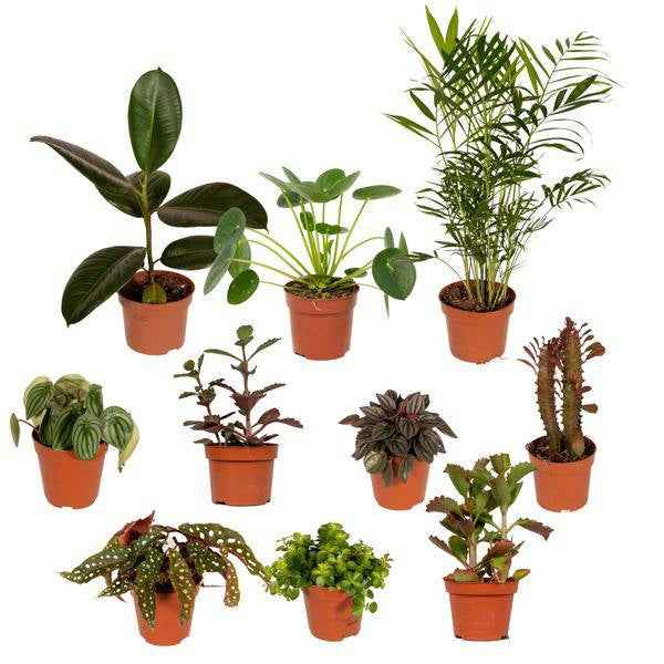 Image of Außenseiterbox Set für Urban Jungle, Fensterbank, Wohnzimmer & Büro-1