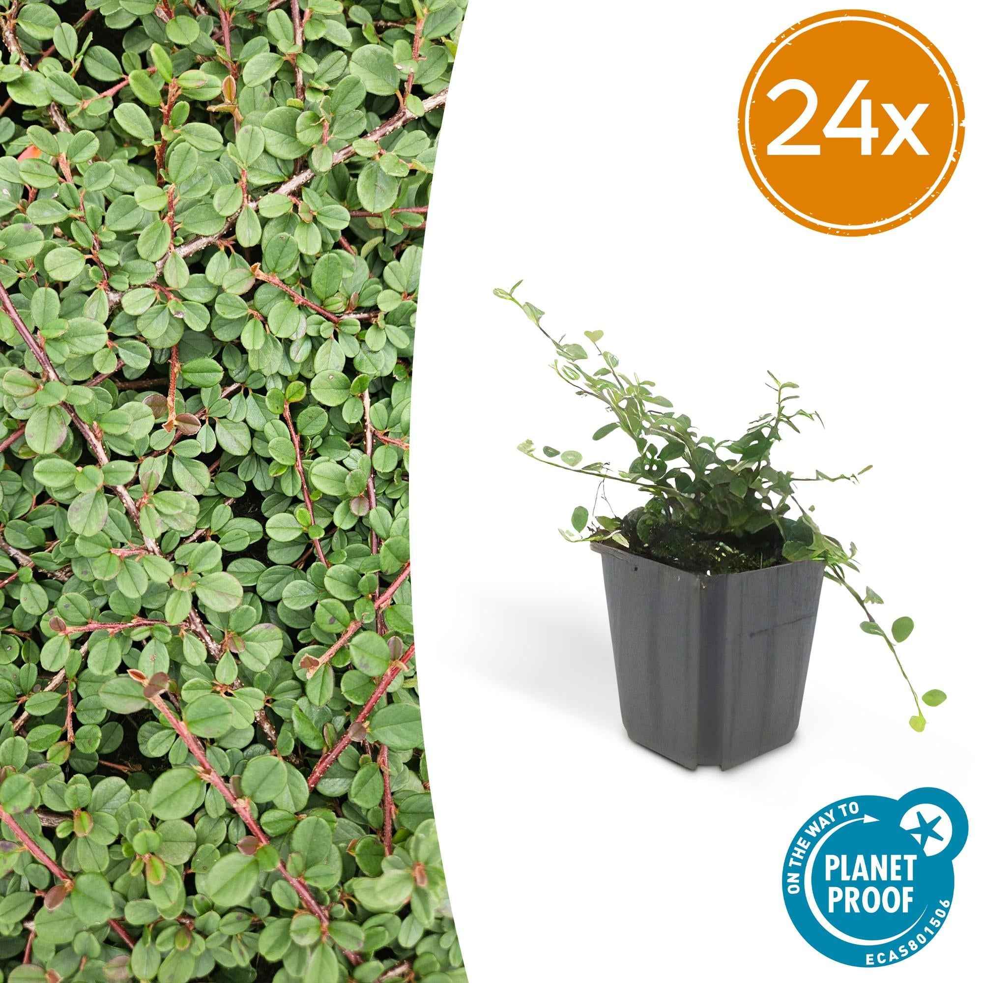 Image of Cotoneaster prostratus 'Queen of Carpets' – Flacher, winterharter Bodendecker – ↕10-25cm – Ø9cm – Weiße Blüten & Herbstbeeren