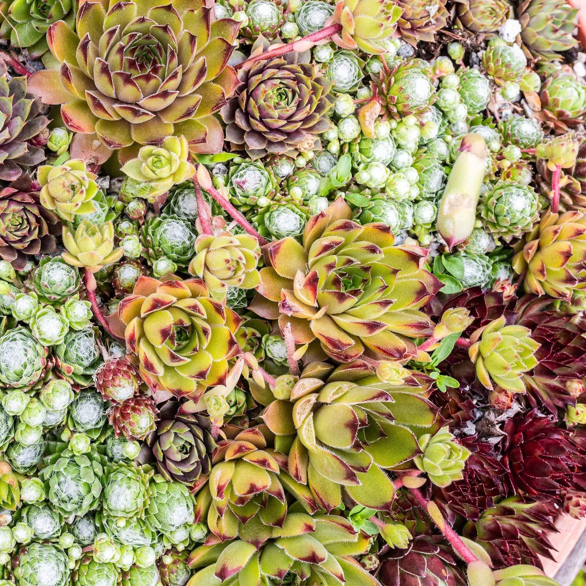 Image of Bodendecker Sempervivum Big Sam – Winterhart – Verschiedene Farben – Pflegeleichte Hauswurz für Beete, Steingärten, Balkon & Terrasse-4