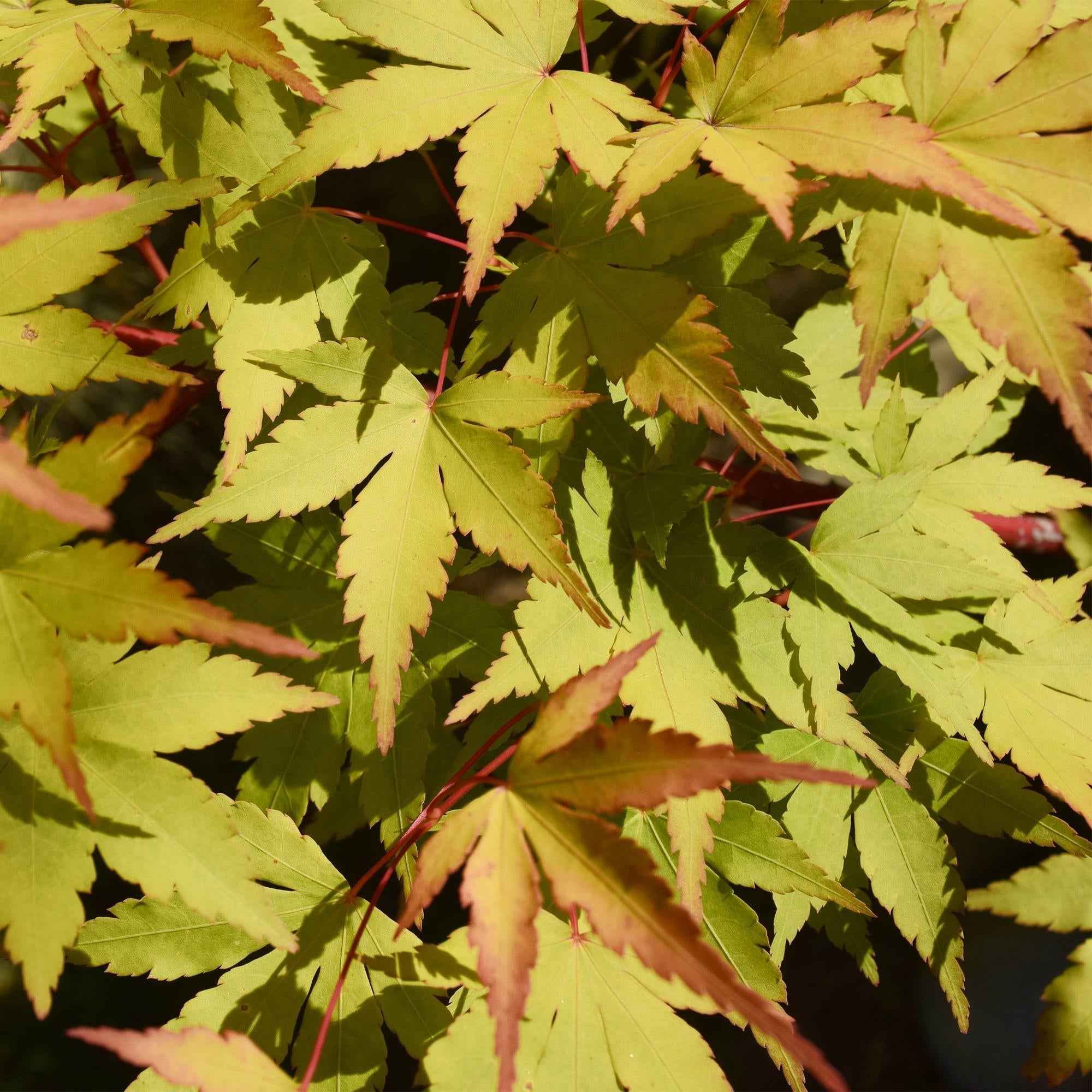Image of Japanischer Ahorn – Acer palmatum 'Summergold' – ca. 70cm hoch – Ø19cm – goldgelbes Laub – Balkon – & Gartenpflanze-0