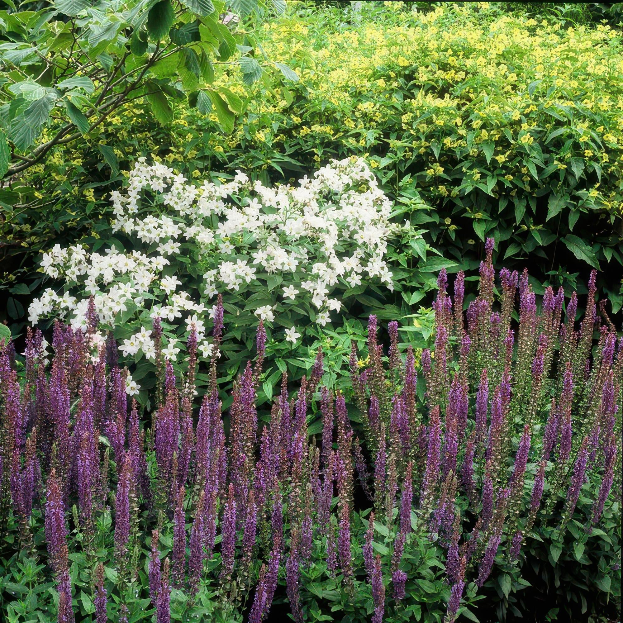 Image of Salvia nemorosa 'Ostfriesland' – ↕10-25cm – Ø9cm – Staude – Lila Blüten – Sonnig – Pflegeleicht & Robust-5