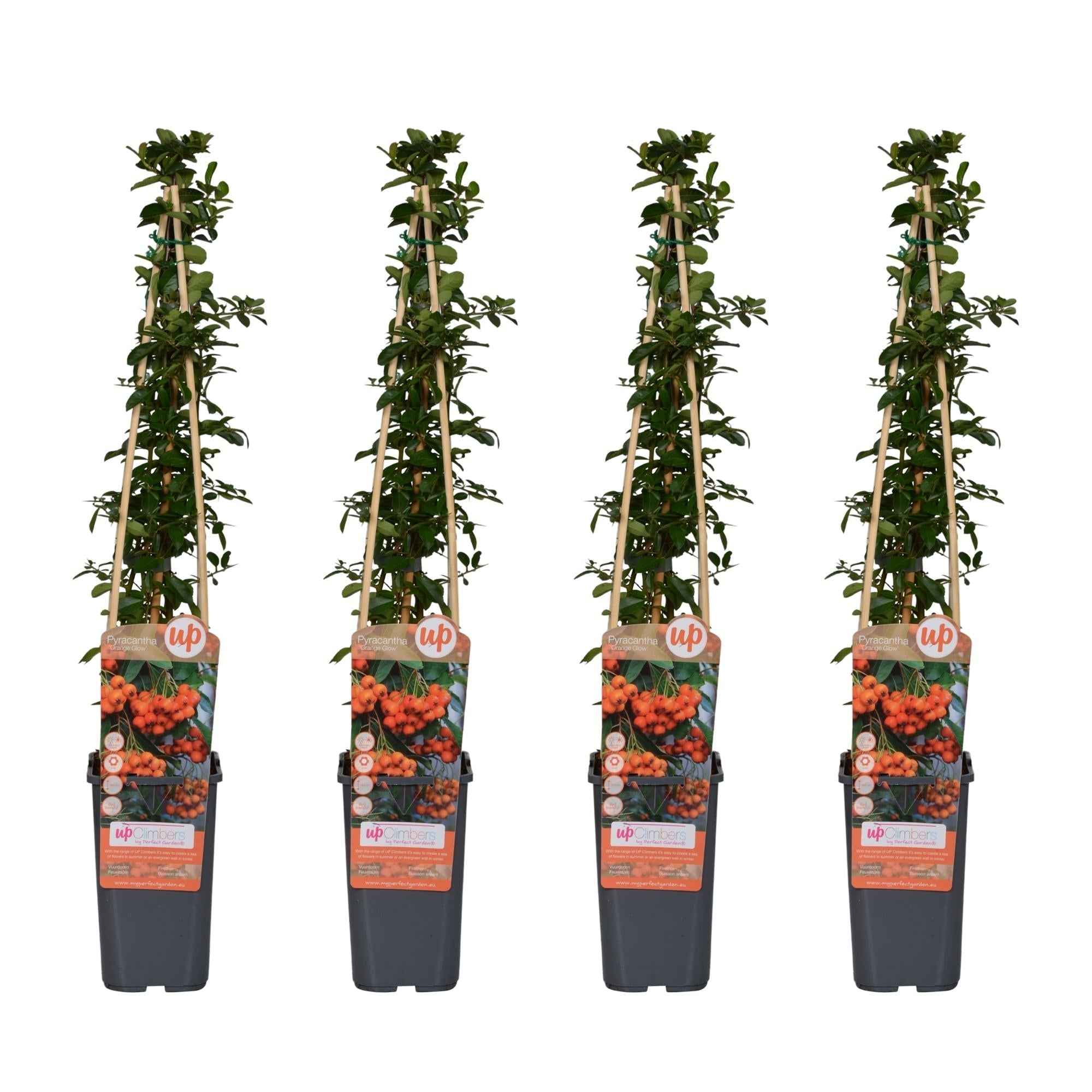 Image of Feuerdorn Pyracantha 'Orange Glow' – Kletterstrauch – Ø15cm – ↕65cm – Frosthart, immergrün, leuchtend orange Beeren-0
