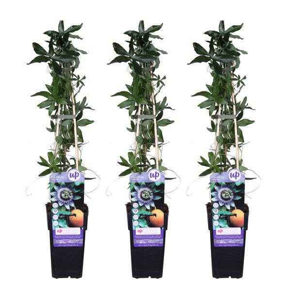 Image of Blaue Passionsblume Passiflora caerulea Kletterpflanze Ø15cm ↕65cm – winterharte Pflanze für Garten, Balkon, Terrasse, Kübel & Beet online kaufen-1