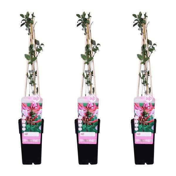 Image of Wald – Geißblatt – Lonicera periclymenum 'Serotina' – Ø15cm – ca. 65cm hoch – Duftende Kletterpflanze mit rosa-2