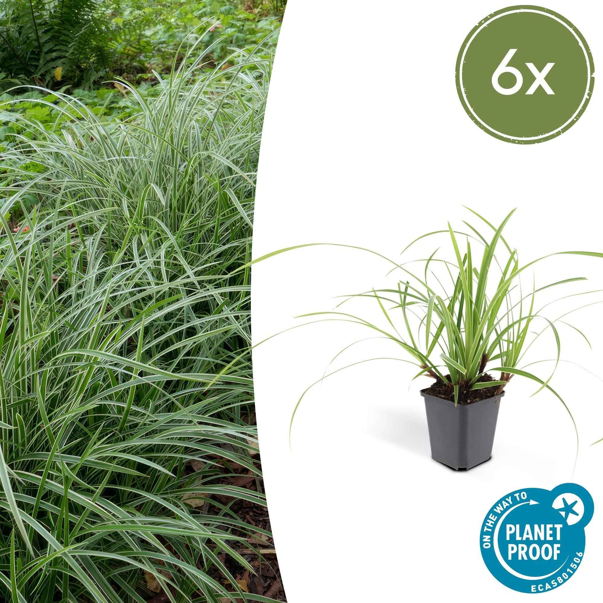 Image of Weißrandige Segge Carex morrowii 'Ice Dance' – ↕10-25cm – Ø9cm – für Sonne & Schatten – Pflegeleicht