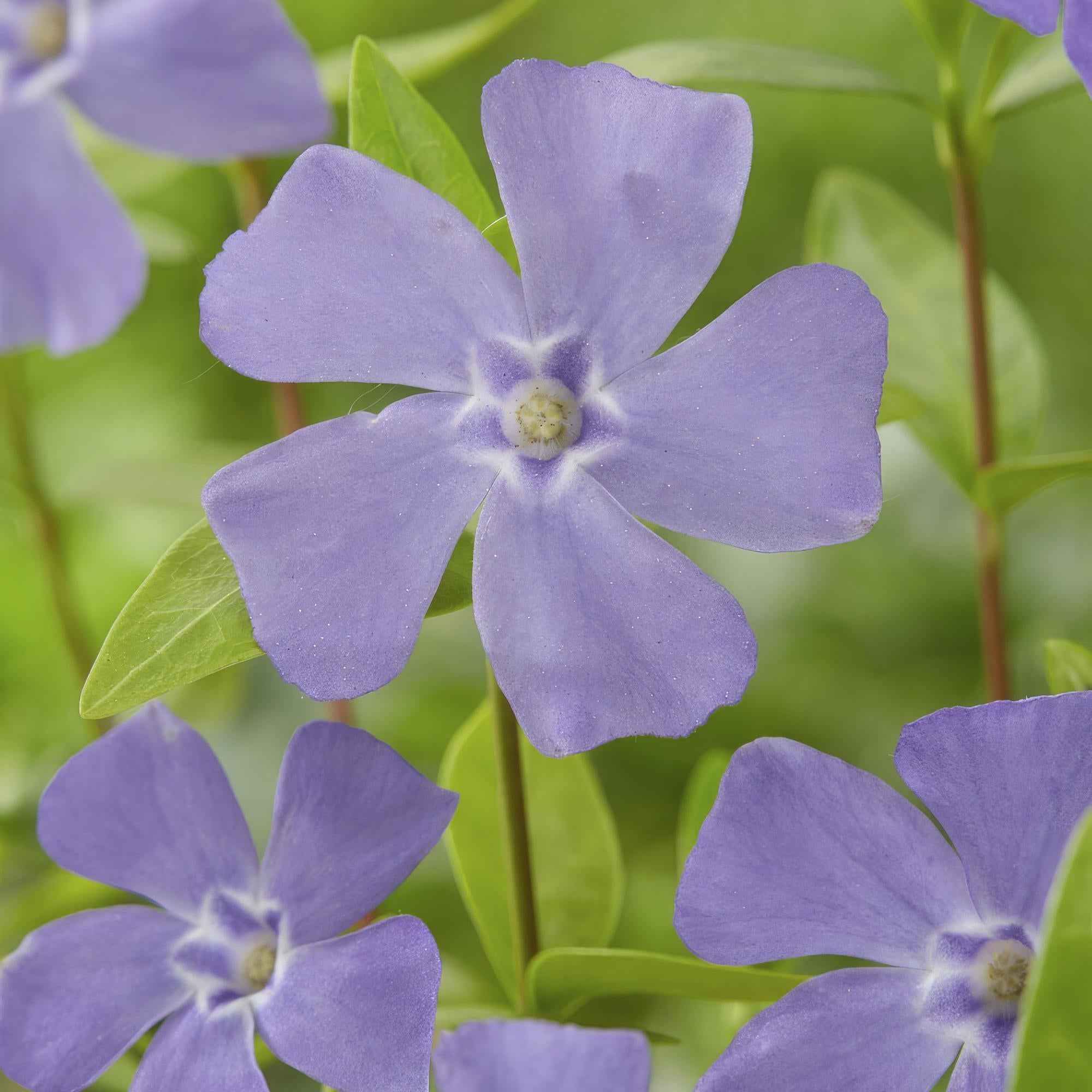 Image of Vinca minor – ↕10-25cm – Ø9cm – Bodendecker – Blaue Blüten – Sonne & Schatten – Pflegeleicht & Robust-1