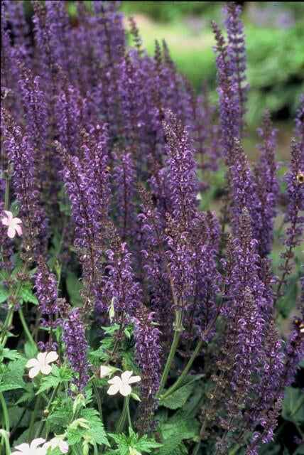 Image of Blüten – Salbei Salvia nem. 'Mainacht' – ↕10-25cm – Ø9cm – Bienenfreundlich – Blau blühend – Sonniger Standort – Pflegeleicht