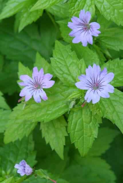 Image of Knotiger Storchschnabel Geranium nodosum – ↕10-25cm – Ø9cm – Winterharte Staude & Bodendecker – Tiefpurpurne Blüten-1