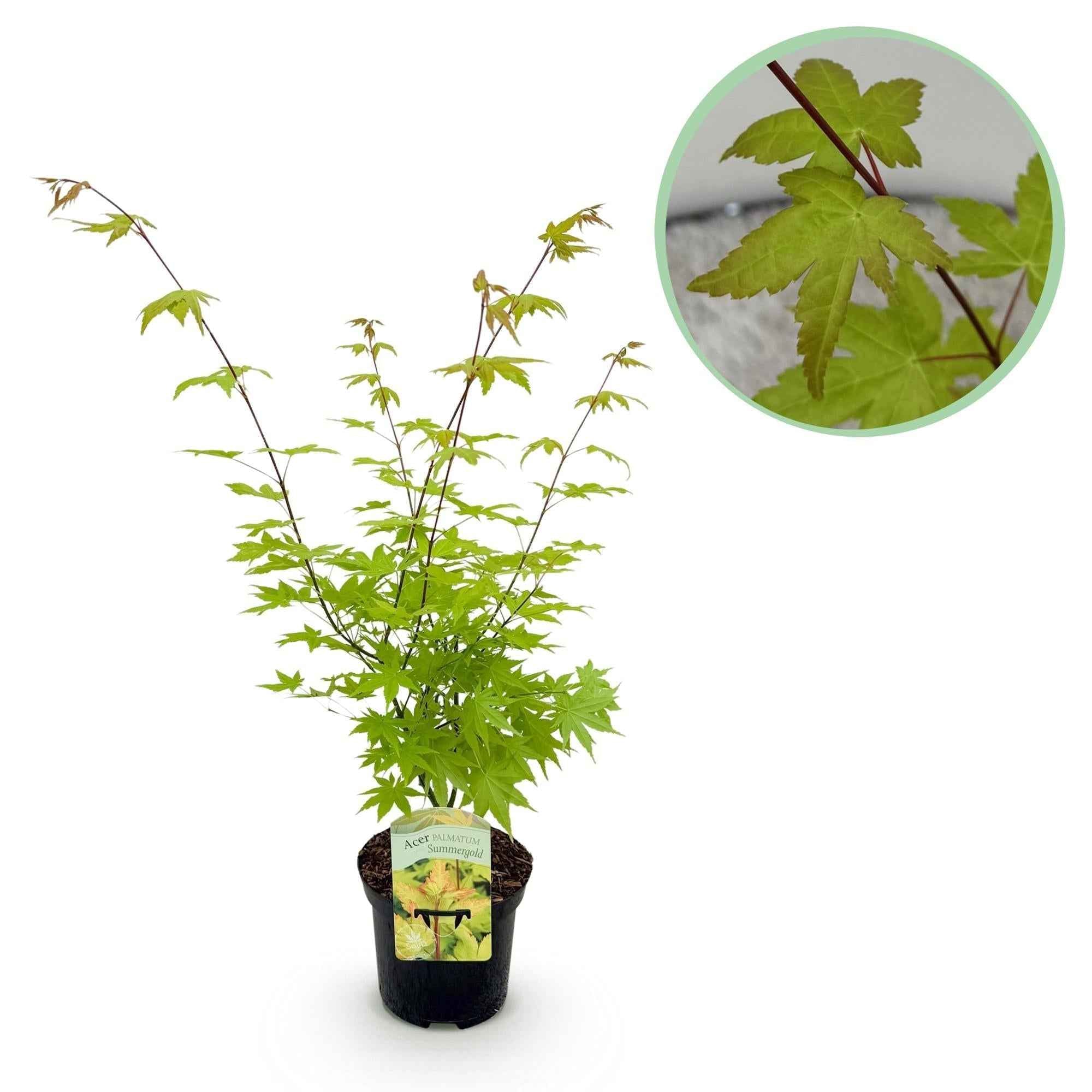Image of Japanischer Ahorn – Acer palmatum 'Summergold' – ca. 70cm hoch – Ø19cm – goldgelbes Laub – Balkon – & Gartenpflanze-1