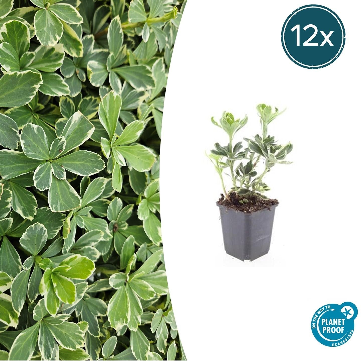 Image of Schattengrün Pachysandra terminalis 'Variegata' – ↕10-25cm – Ø9cm – Cremeweiße Blätter-6