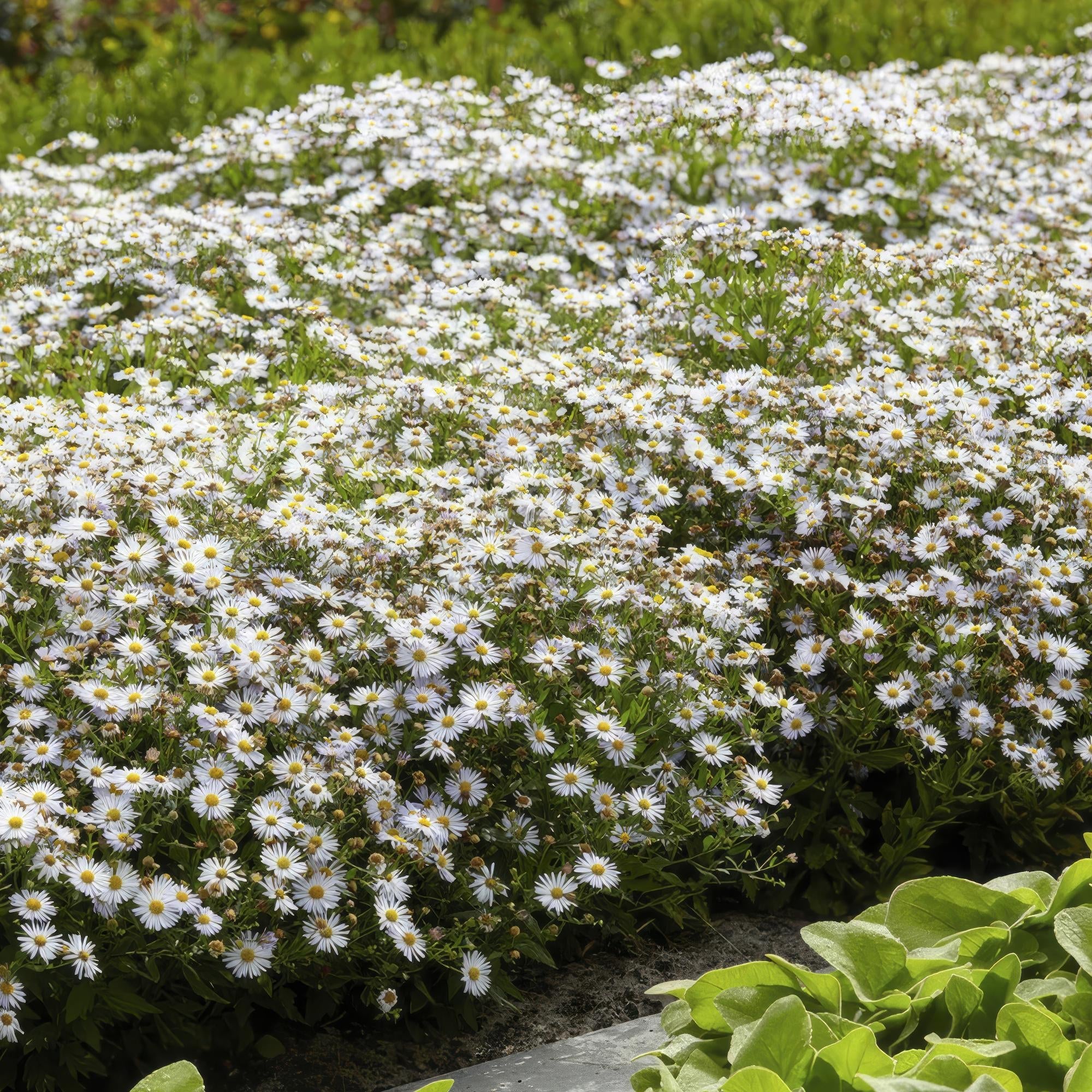 Image of Wildaster Aster ageratoides 'Ashvi' – ↕10-25cm – Ø9cm – Weiße Herbstblüte – Pflegeleicht – Sonne-5