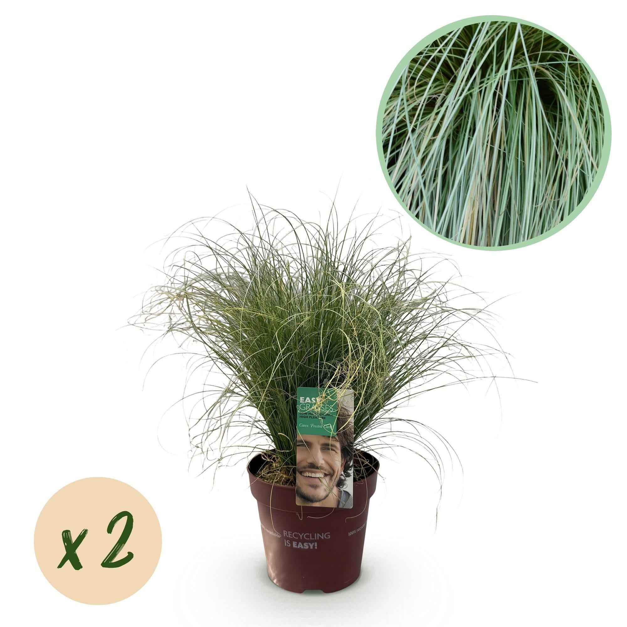 Image of Neuseeland Segge Carex comans Frosted Curls – Ø17cm – Immergrün – Pflegeleicht – Elegantes Ziergras mit silbernem Glanz – Höhe ca. 50cm-1