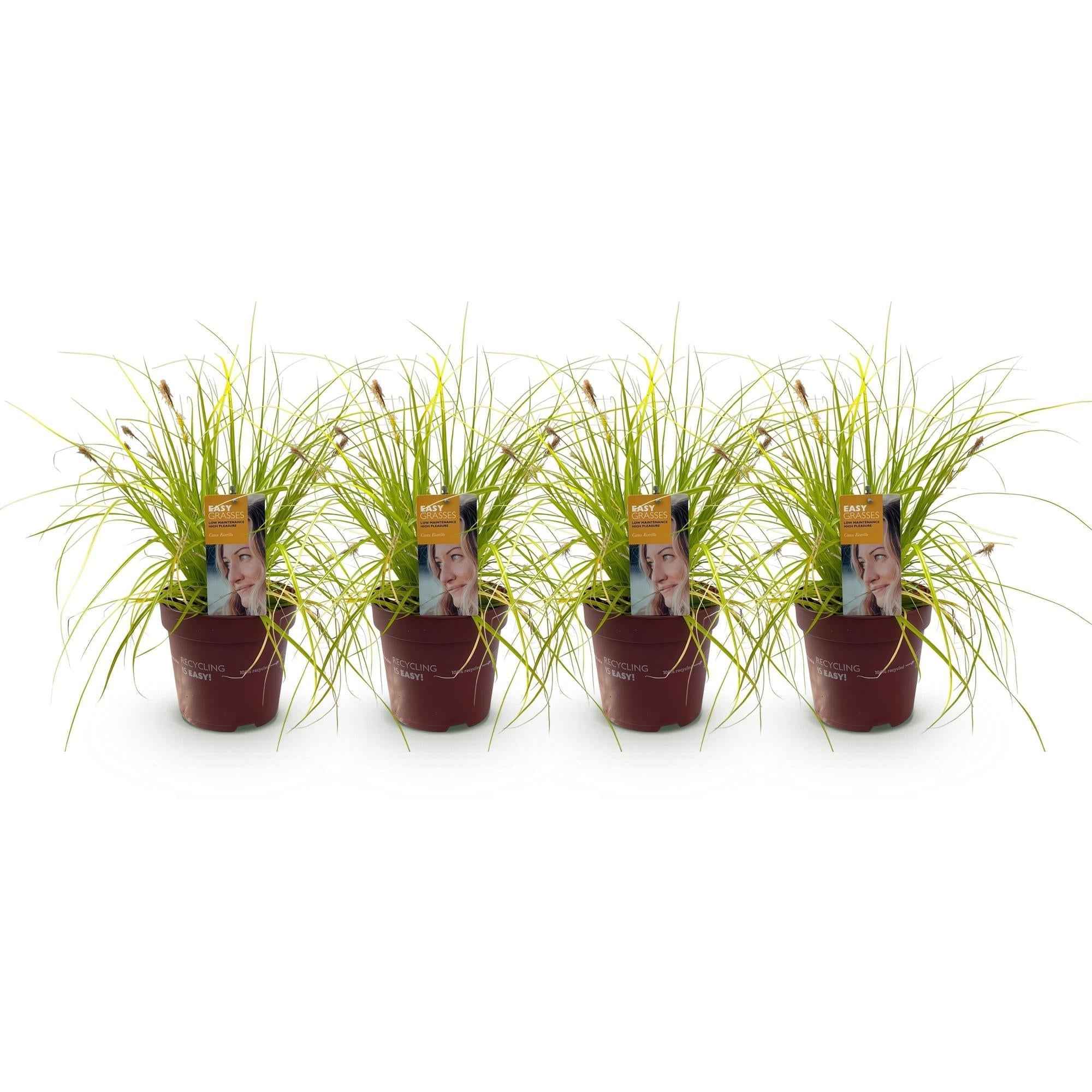Image of Japansegge Carex oshimensis Everillo – Ø17cm – Immergrün – Pflegeleicht – Leuchtend gelbe Blätter – Ziergras Höhe ca. 50cm-0