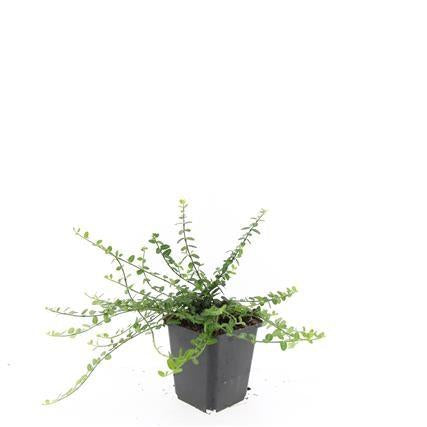 Image of Kleinblättrige Teppichspindel – Euonymus fortunei 'Minimus' – ↕10-25cm – Ø9cm – Winterhart & Pflegeleicht – Herbstfärbung-7