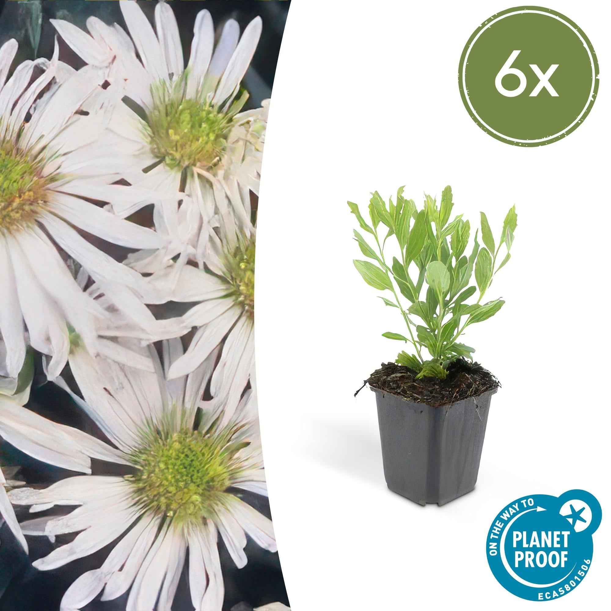 Image of Wildaster Aster ageratoides 'Ashvi' – ↕10-25cm – Ø9cm – Weiße Herbstblüte – Pflegeleicht – Sonne-2