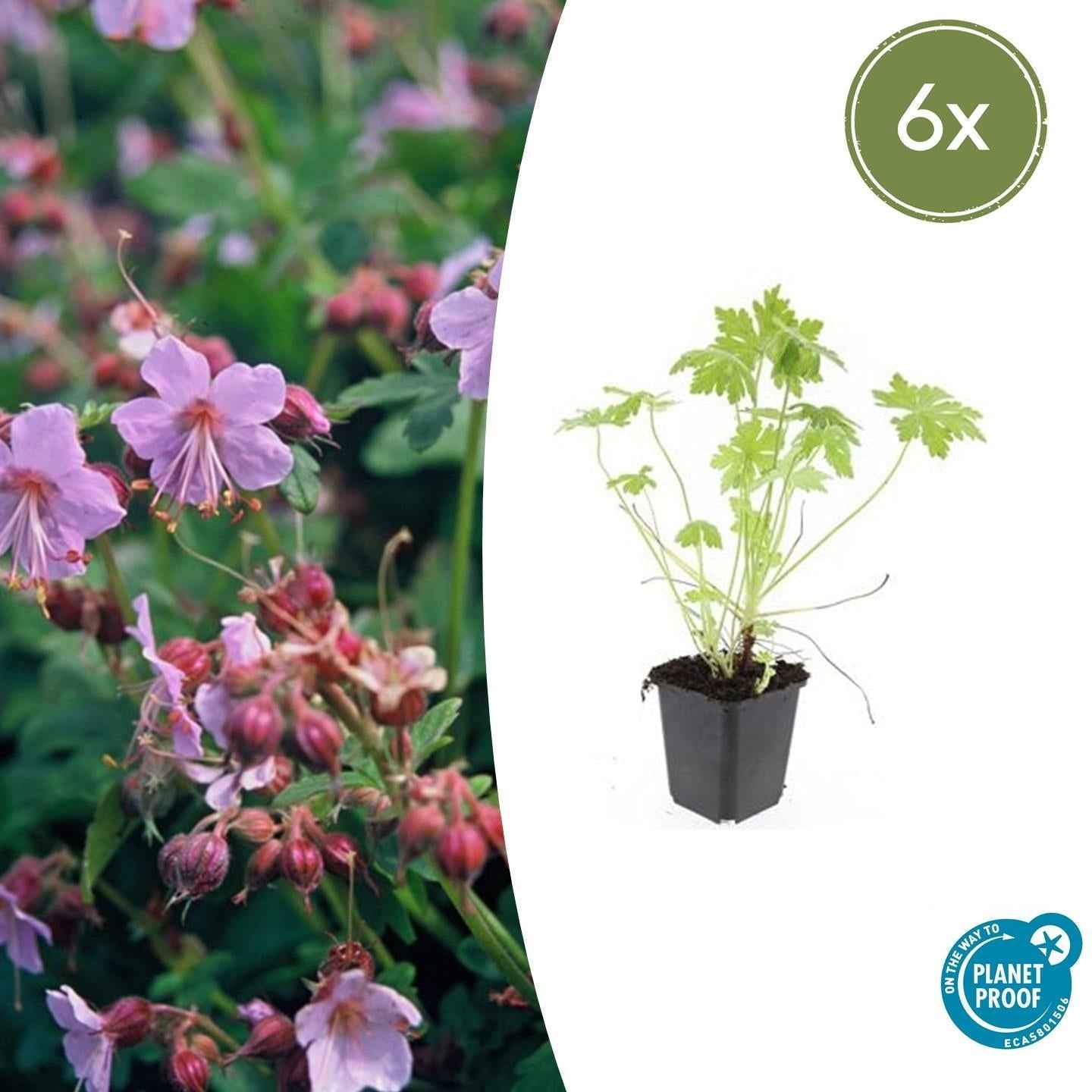 Image of Balkan – Storchschnabel – Geranium macrorrhizum – Winterhart – Duftende Blätter – Ø9cm ↕10-25cm