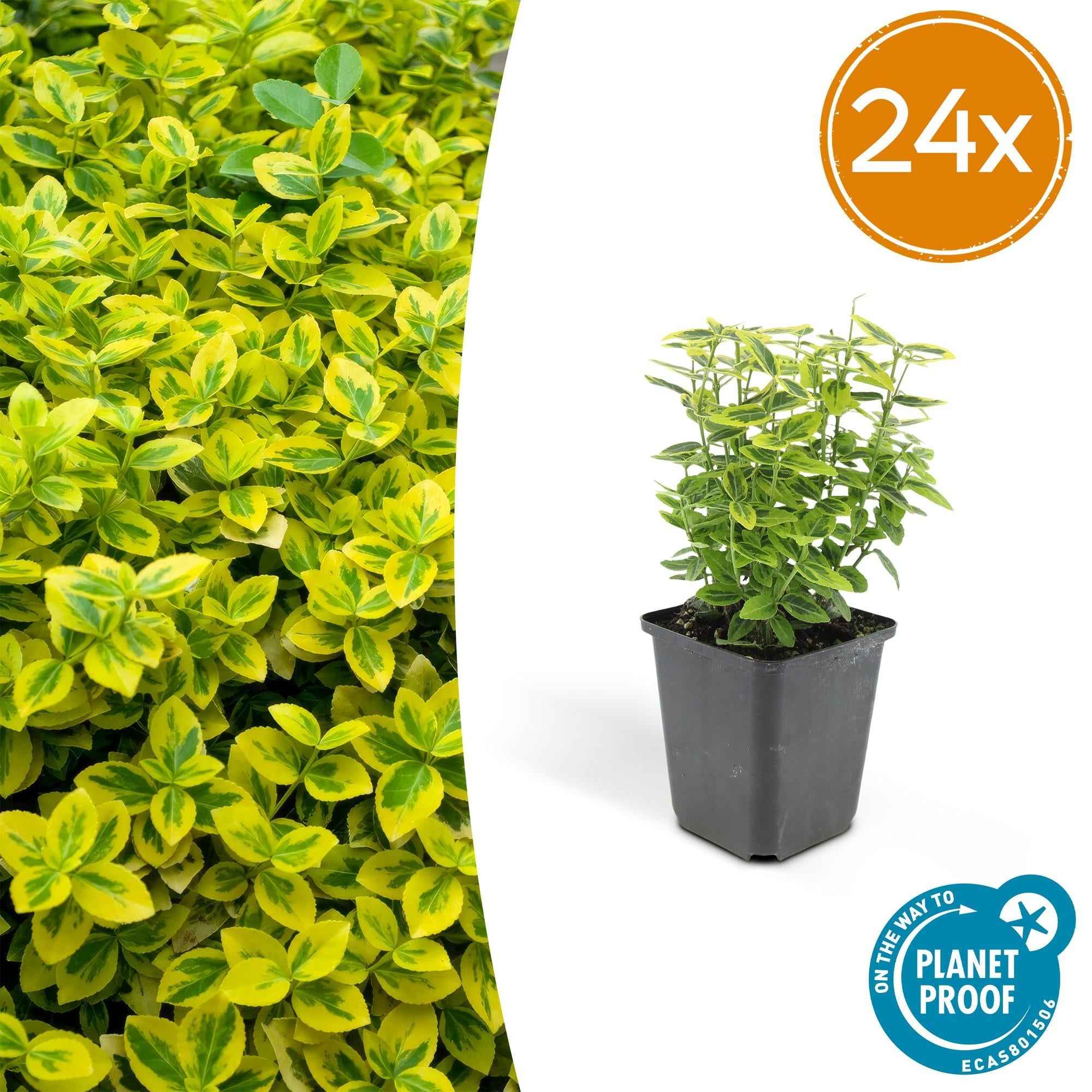 Image of Euonymus fortunei 'Emerald 'n Gold' – Immergrüner Strauch mit gelb – grünem Laub – ↕10-25cm – Ø9cm – Kompakt & pflegeleicht-2