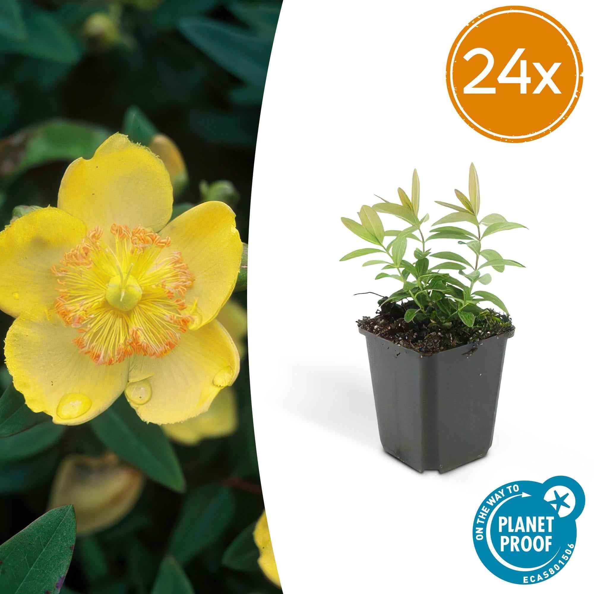 Image of Hypericum calycinum – Gelbblühender Bodendecker – ↕10-25cm – Ø9cm – Robuste & pflegeleichte Pflanze für Sonne-2