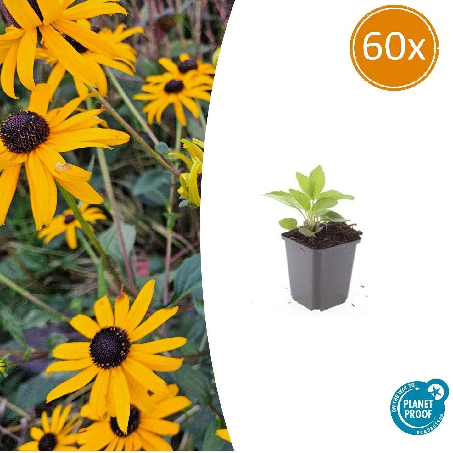 Image of Leuchtender Sonnenhut Rudbeckia fulgida 'Goldsturm' – ↕10-25cm – Ø9cm – Gelbe Blüten – Bienenfreundlich – Pflegeleichte Staude-0