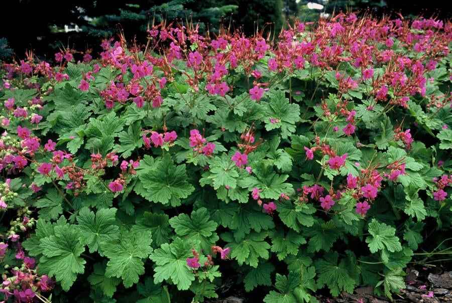 Image of Storchschnabel Geranium macrorrhizum 'Czakor' – ↕10-25cm – Ø9cm – Tiefrosa Blüten – Aromatisches Laub – Robuster Bodendecker-1