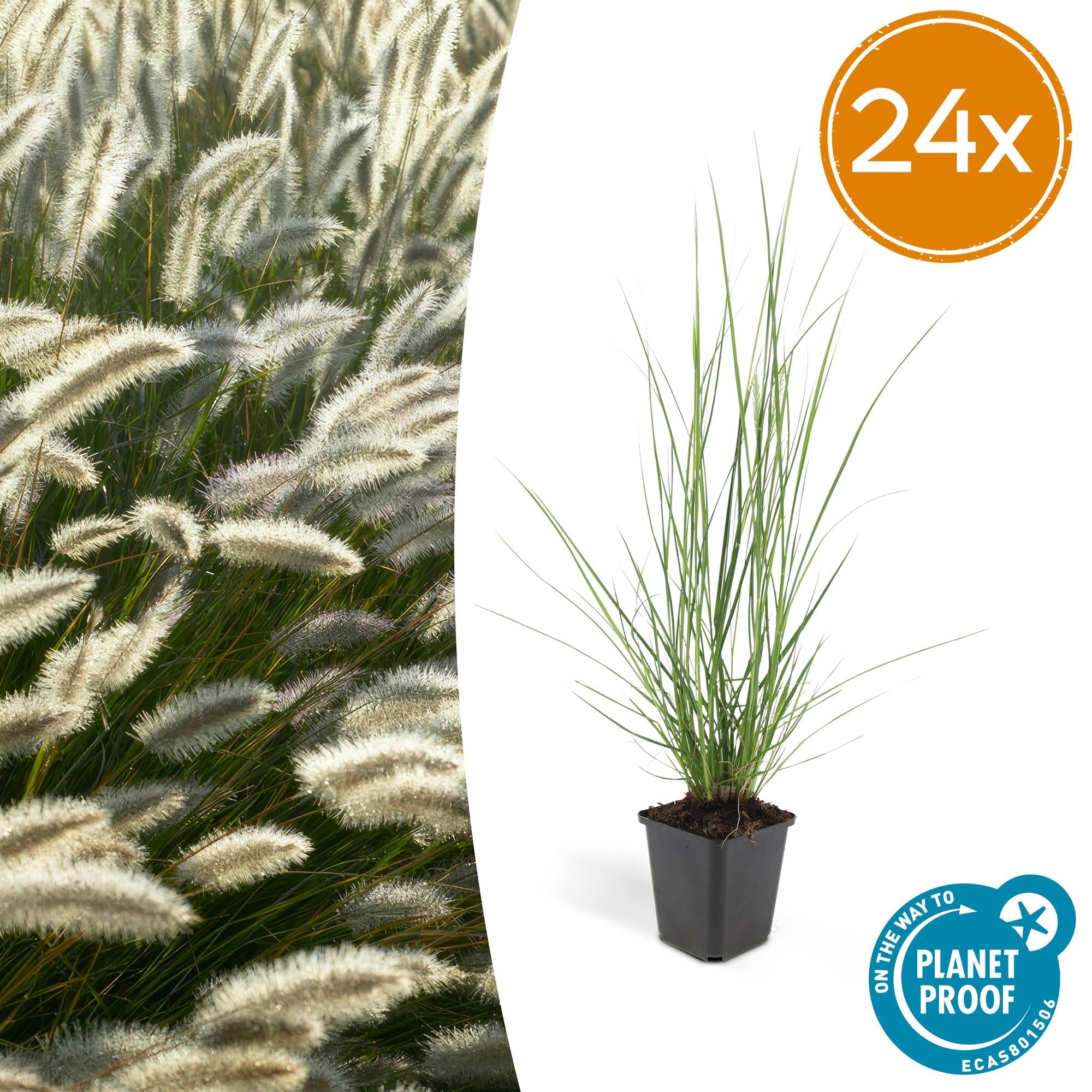 Image of Pennisetum alopecuroides 'Hameln' – ↕10-25cm – Ø9cm – Ziergras – Sonnen – & Schattenverträglich – Pflegeleicht – Beete & Töpfe-2