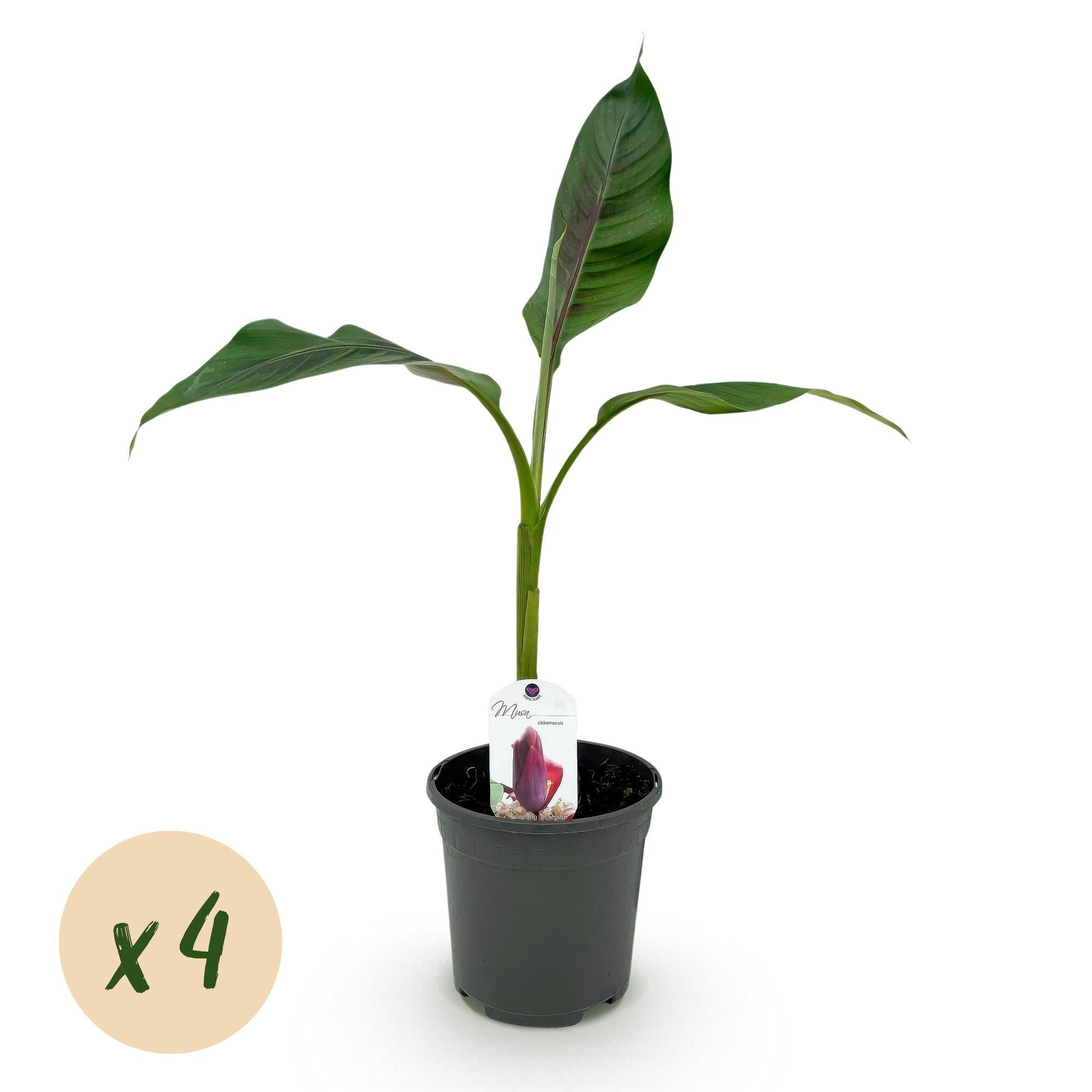 Image of Bananenpflanze Musa sikkimensis Red Tiger – Winterhart – Obstpflanze – Ø17cm, Höhe ca. 40cm – grünen Blättern-0