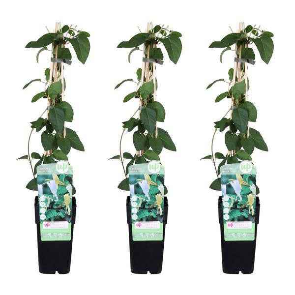 Image of Gelbbunte Geißschlinge – Lonicera japonica ‘Halliana’ – Ø15cm x ↕65cm – Stark duftende Kletterpflanze mit gelb – weißen Blüten-1