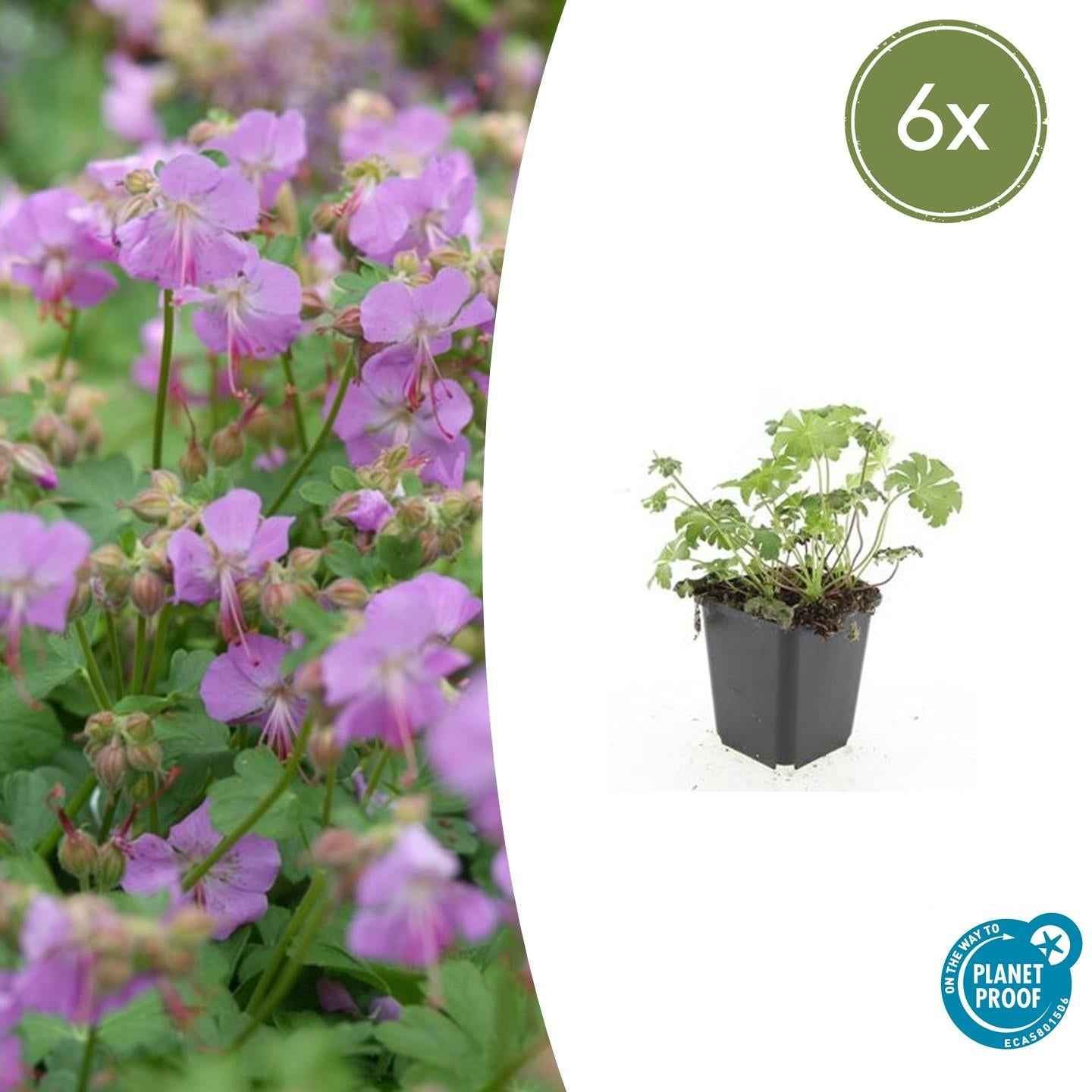 Image of Storchschnabel Geranium cantabrigiense 'Cambridge' – ↕10-25cm – Ø9cm – Pflegeleicht