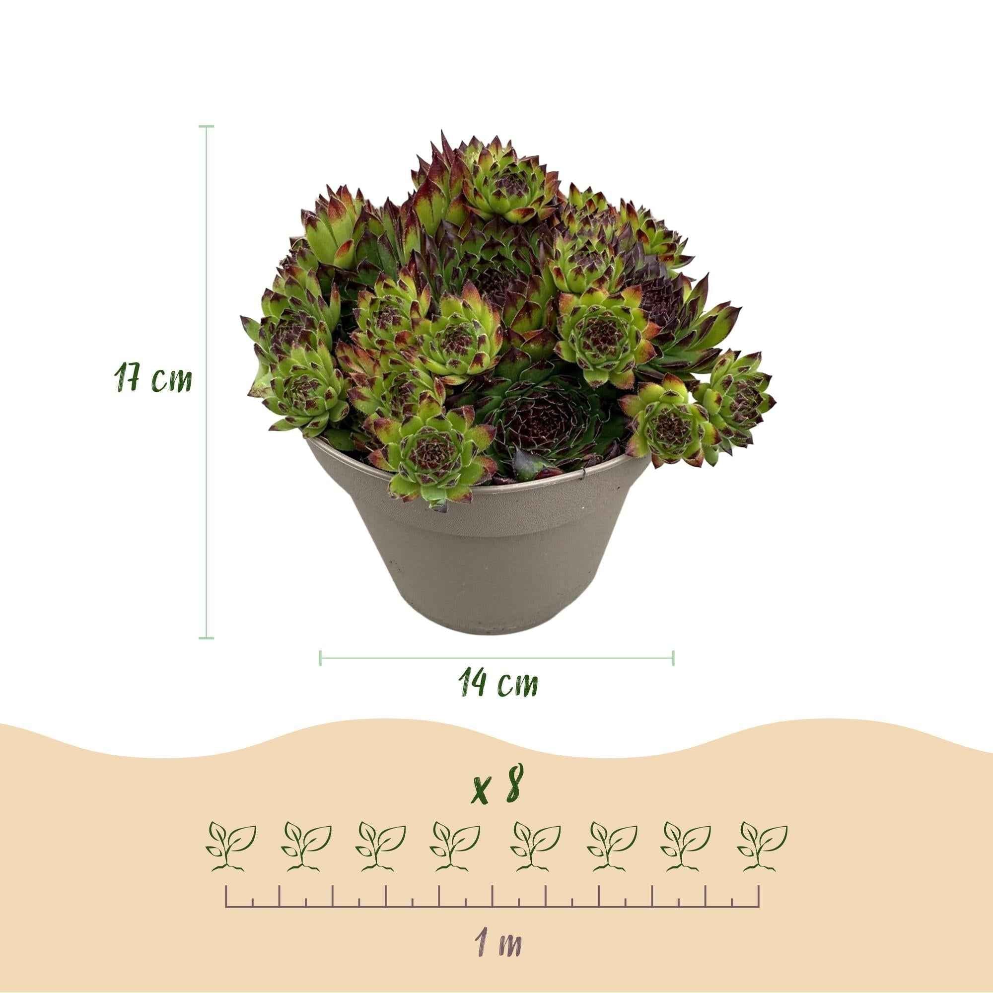 Image of Bodendecker Sempervivum Big Sam – Winterhart – Verschiedene Farben – Pflegeleichte Hauswurz für Beete, Steingärten, Balkon & Terrasse-2