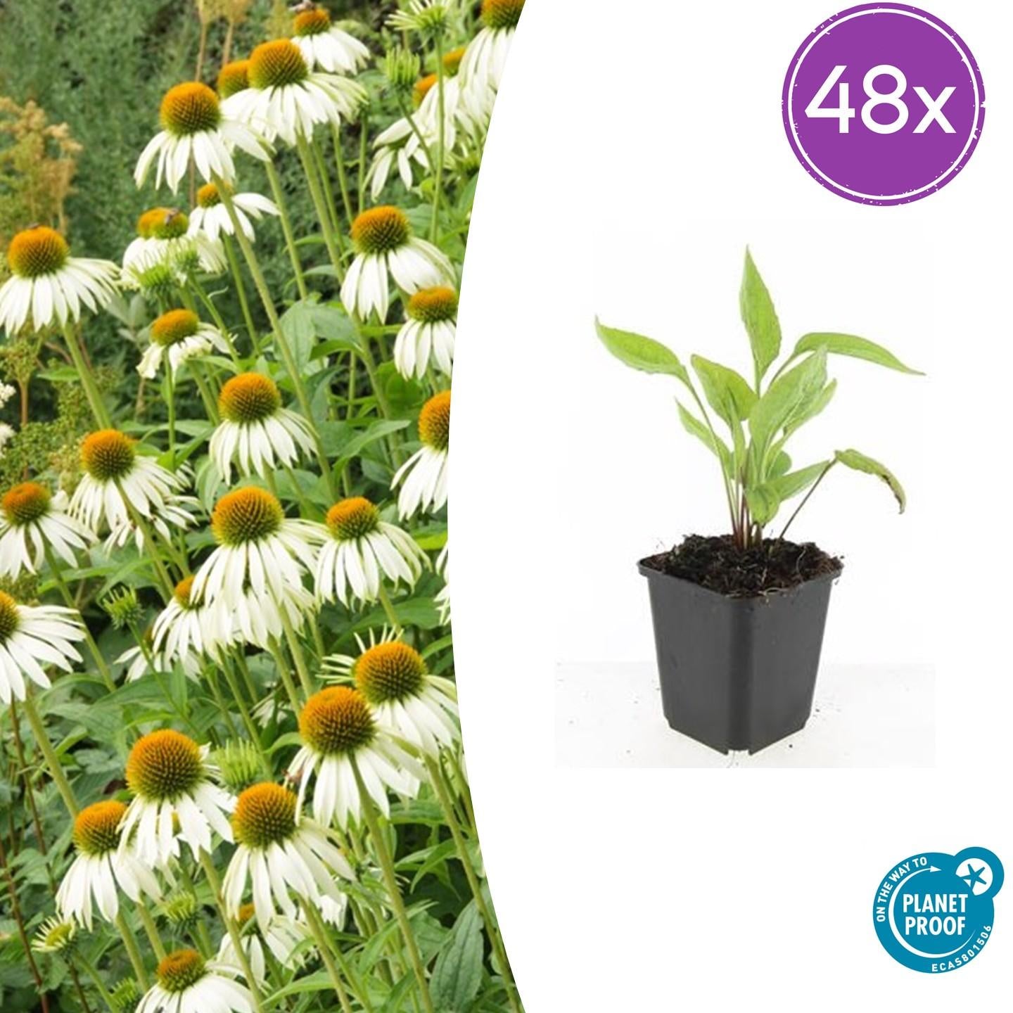 Image of Scheinsonnenhut – Echinacea purpurea 'White Swan' – ↑10-25cm – Ø9cm – Weiße Blüten, Bienen-8