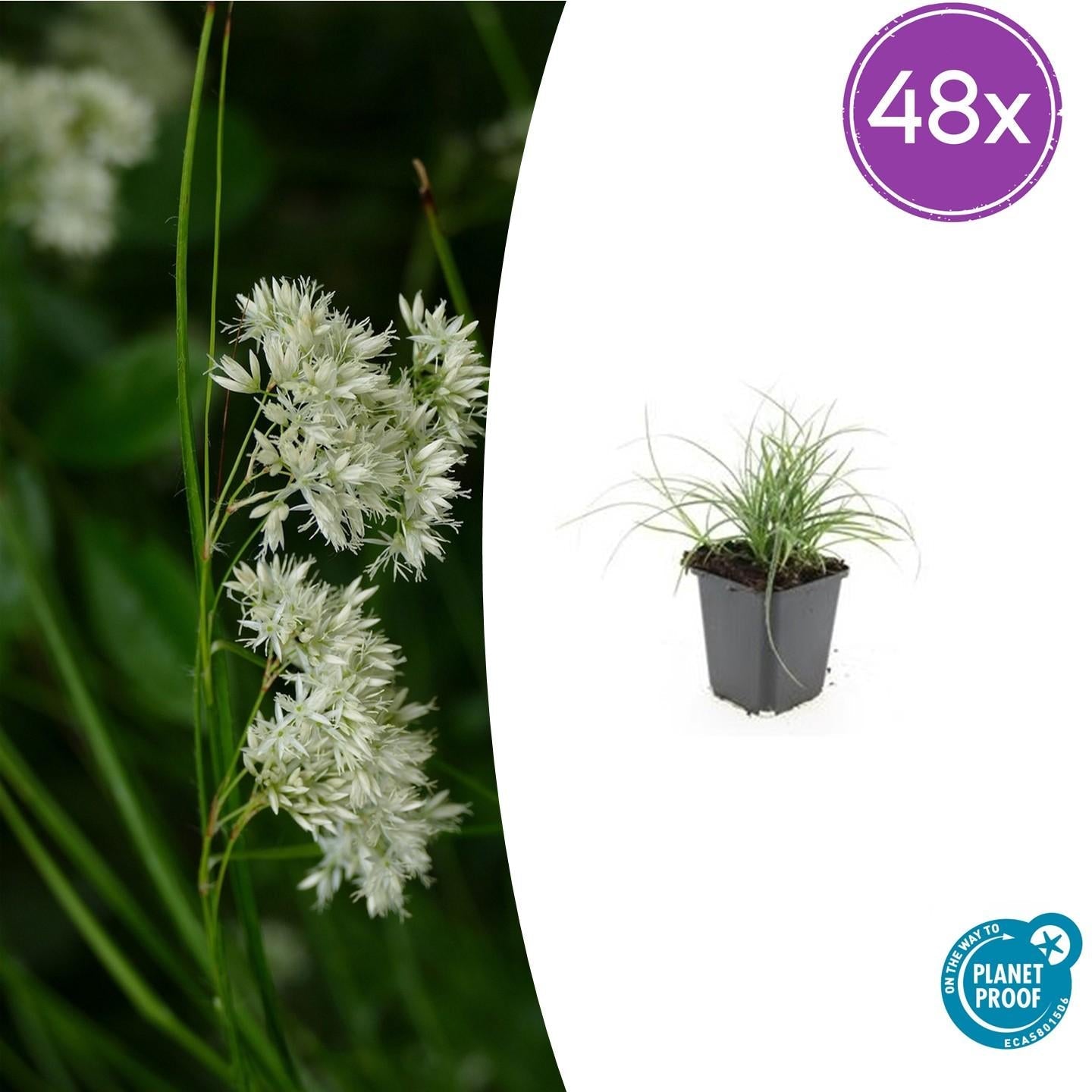 Image of Schneeweiße Hainsimse Luzula nivea – ↕10-25cm – Ø9cm – Schattige Beete & Steingarten-7
