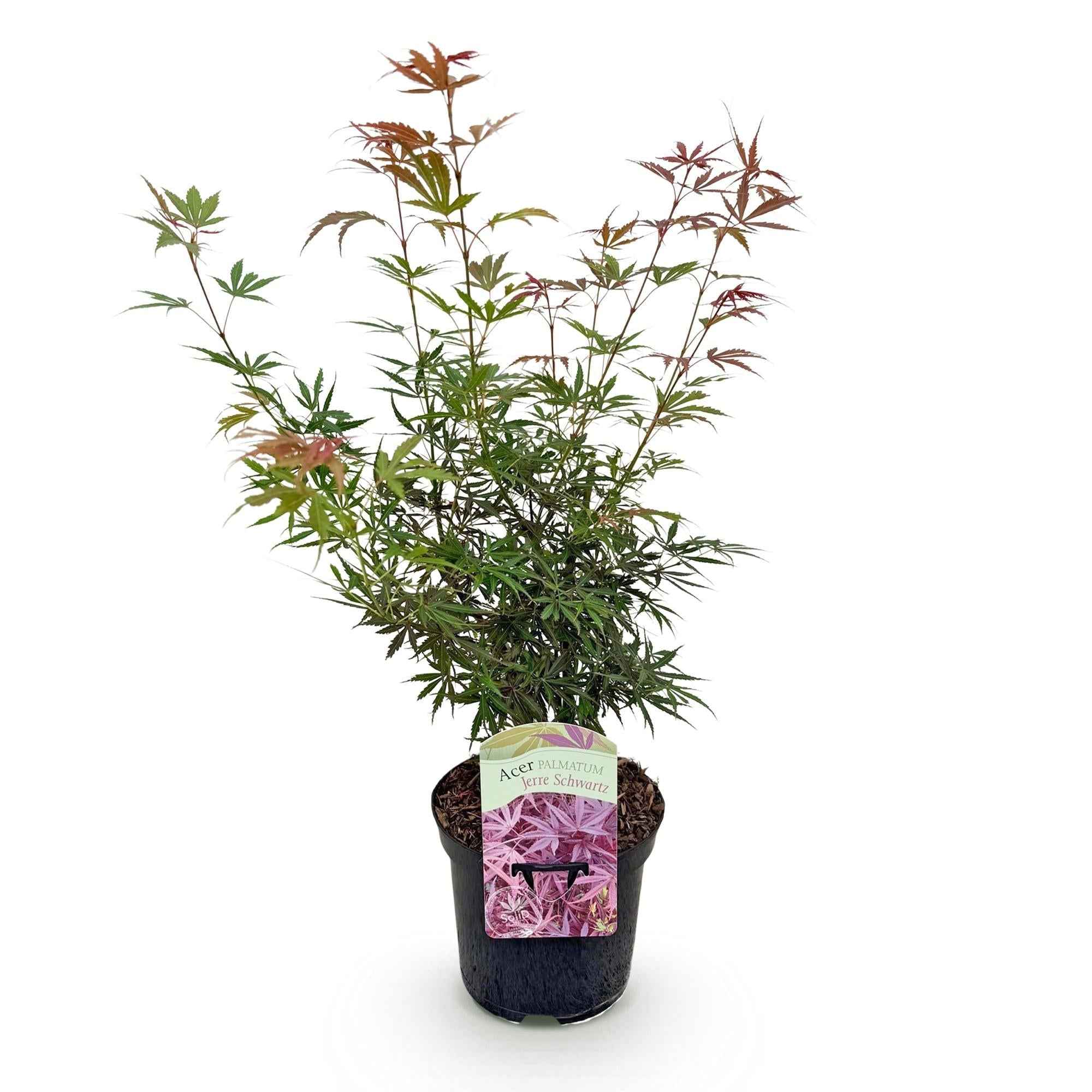 Image of Japanischer Ahorn Acer palmatum 'Jerre Schwartz' – Dunkelrot – Balkon – & Gartenpflanze – Ø19cm – Ca. 70cm hoch-2