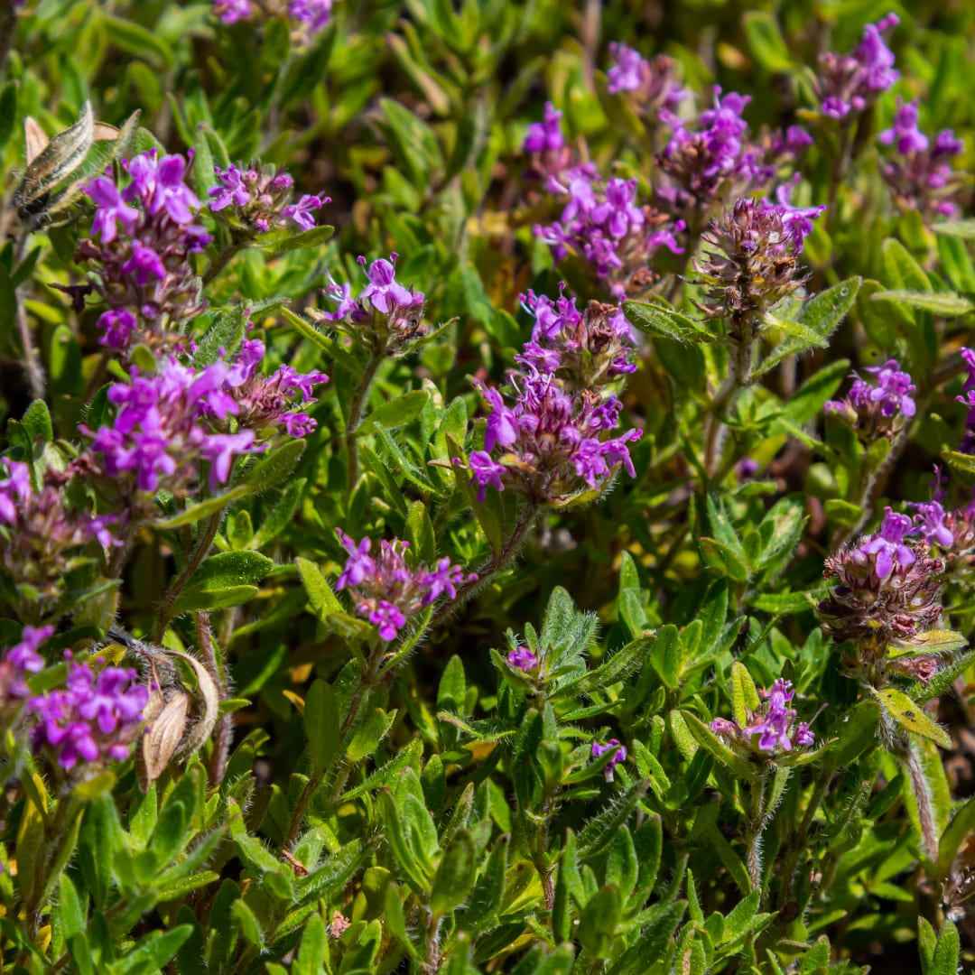 Image of Thymus serpyllum Pflanzenset – Ø9cm – Duftender Bodendecker für sonnige Standorte-2