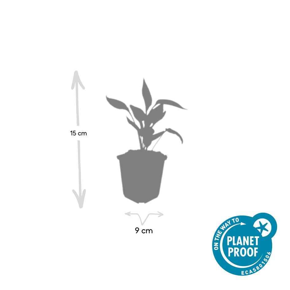 Image of Scheinsonnenhut – Echinacea purpurea 'White Swan' – ↑10-25cm – Ø9cm – Weiße Blüten, Bienen-4