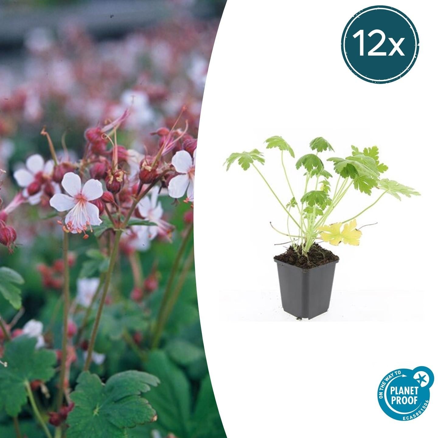 Image of Felsen – Storchschnabel Geranium macrorrhizum 'Spessart' – Winterharter Bodendecker – Ø9cm Töpfe – Höhe 10-25cm-0