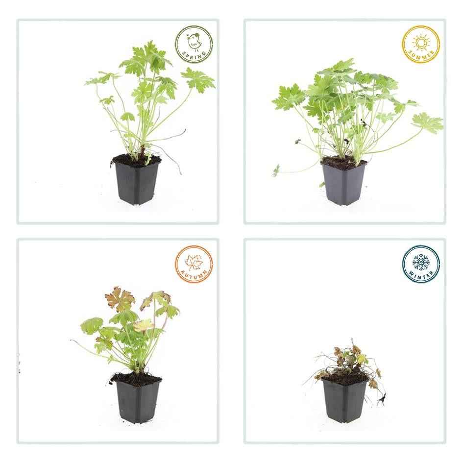 Image of Balkan – Storchschnabel – Geranium macrorrhizum – Winterhart – Duftende Blätter – Ø9cm ↕10-25cm