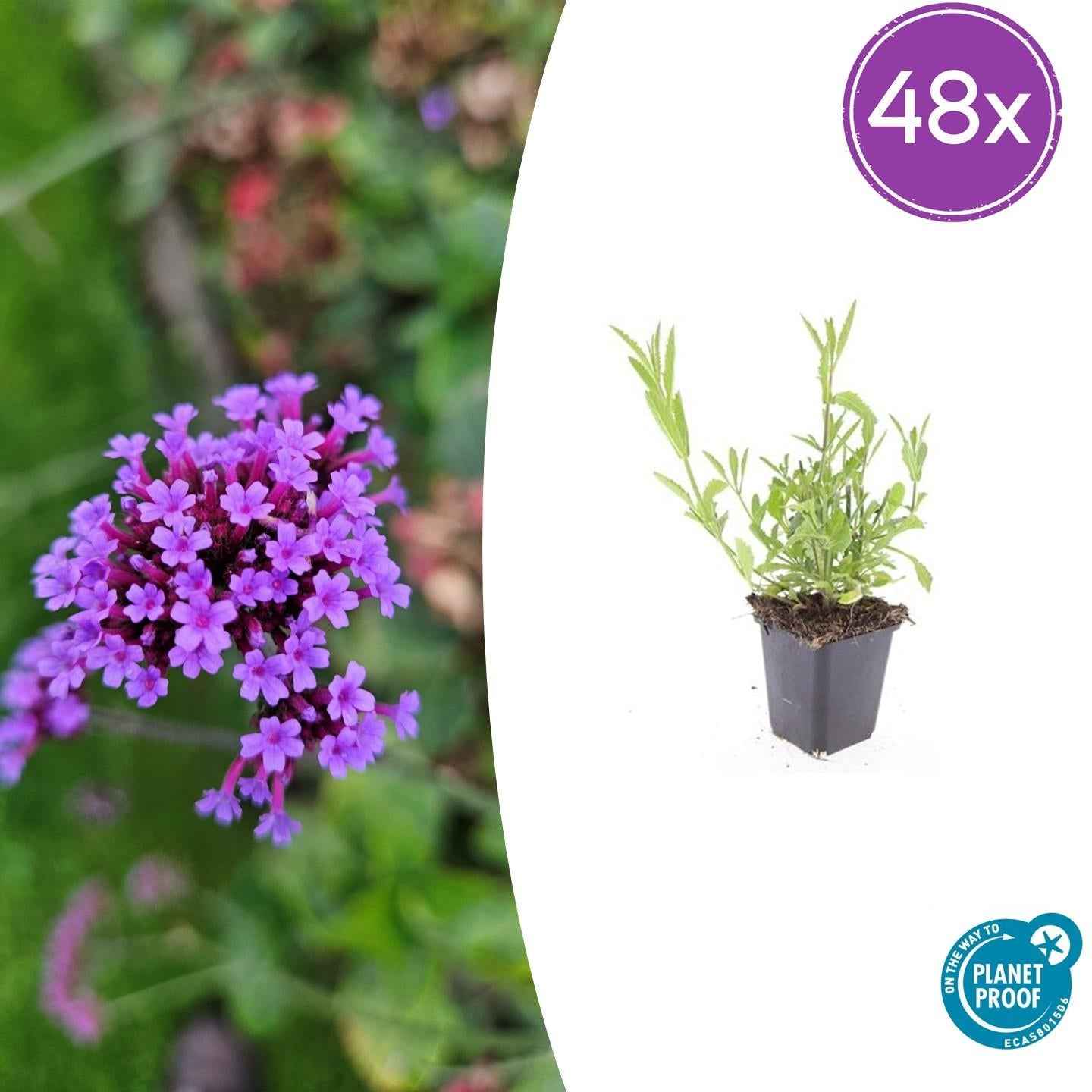 Image of Verbena bonariensis – ↕10-25cm – Ø9cm – Patagonisches Eisenkraut – Luftige Staude, bienenfreundlich & winterhart