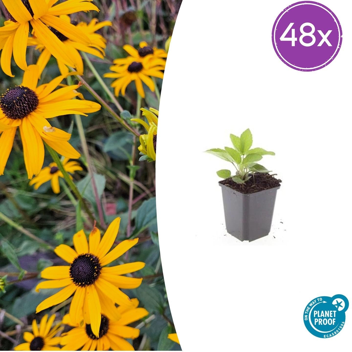 Image of Leuchtender Sonnenhut Rudbeckia fulgida 'Goldsturm' – ↕10-25cm – Ø9cm – Gelbe Blüten – Bienenfreundlich – Pflegeleichte Staude-8