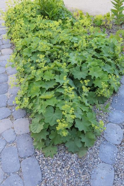 Image of Alchemilla mollis – Frauenmantel – Staude mit dekorativem Laub & gelbgrüner Blüte – ↕10-25cm – Ø9cm – pflegeleicht & winterhart-5