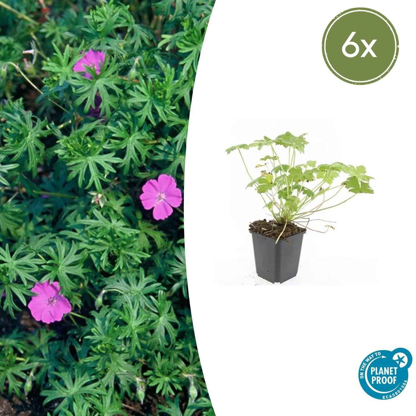 Image of Blut – Storchschnabel Geranium 'Tiny Monster' – ↕10-25cm – Ø9cm – Kompakte, sommerblühende Staude für Beet, Kübel & Bodendecker