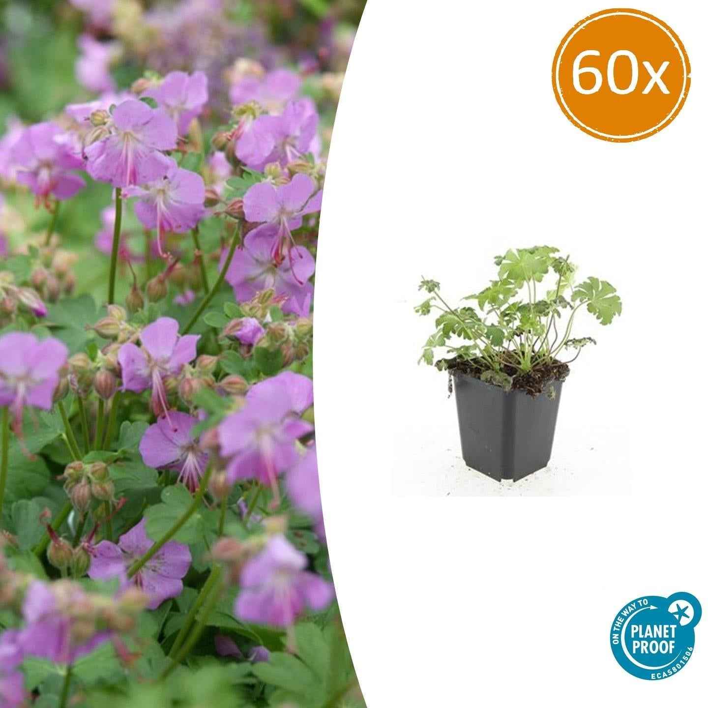 Image of Storchschnabel Geranium cantabrigiense 'Cambridge' – ↕10-25cm – Ø9cm – Pflegeleicht