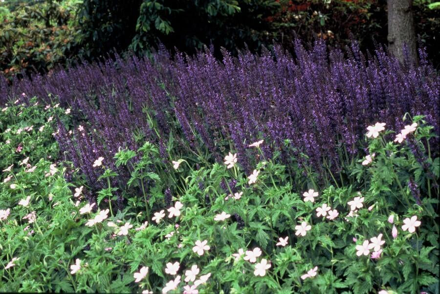 Image of Blüten – Salbei Salvia nem. 'Mainacht' – ↕10-25cm – Ø9cm – Bienenfreundlich – Blau blühend – Sonniger Standort – Pflegeleicht-7