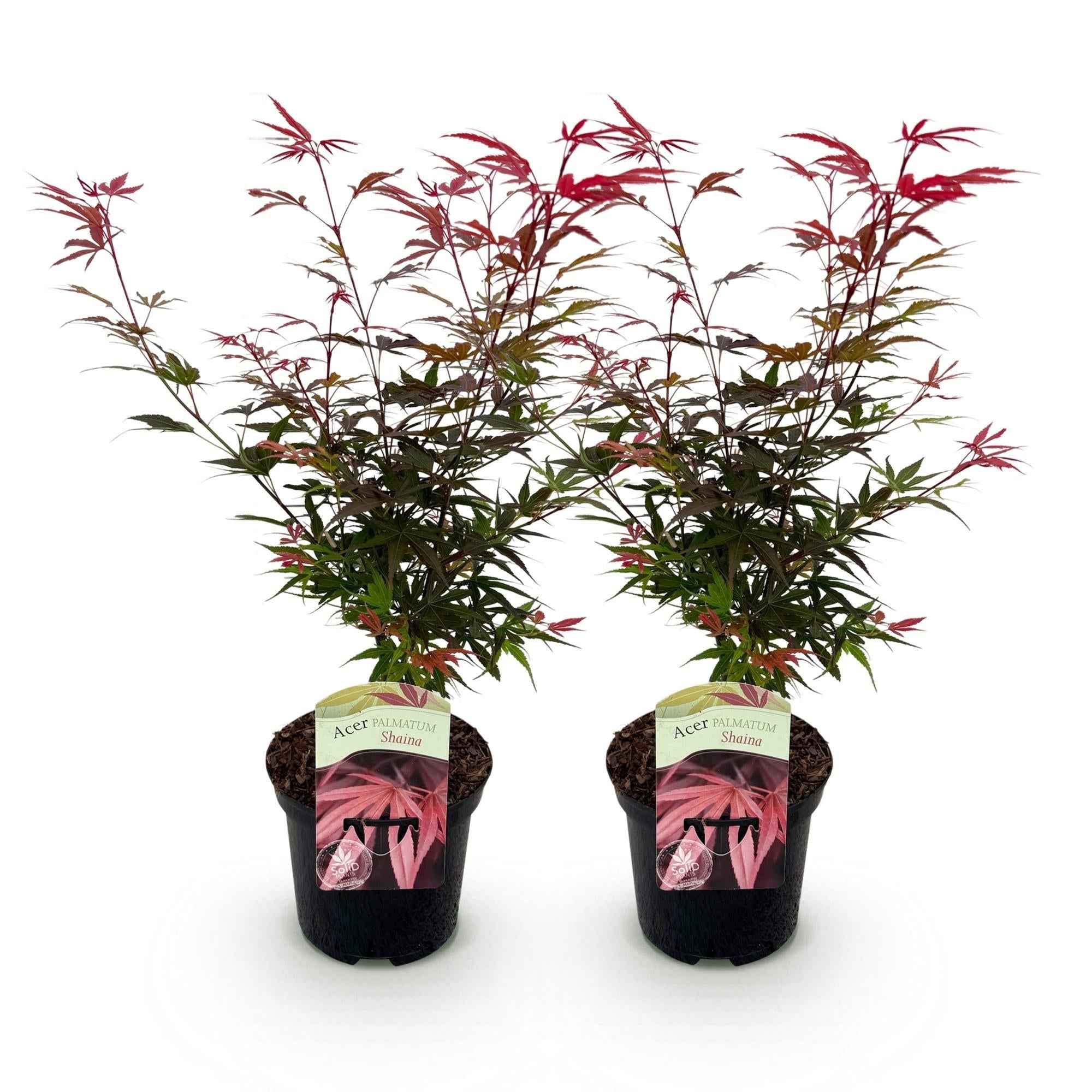 Image of Japanischer Ahorn – Acer palmatum 'Shaina' – ca. 70cm hoch – Ø19cm – kompakte Sorte mit tiefrotem Laub – Balkon – & Gartenpflanze