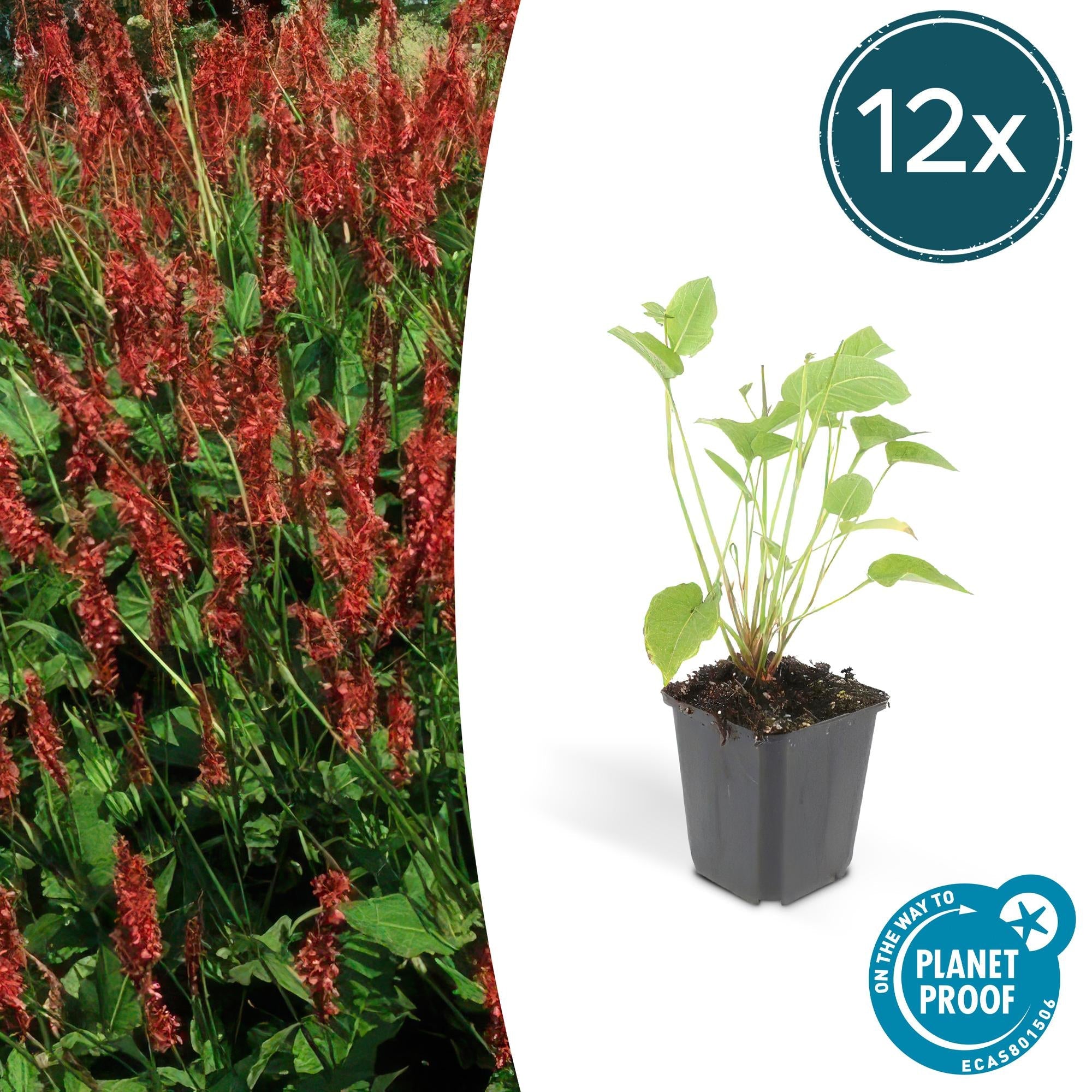 Image of Kerzenknöterich Persicaria amplexicaulis – ↕10-25cm – Ø9cm – Robuste Staude für Garten & Beete – Rote Blüten-6
