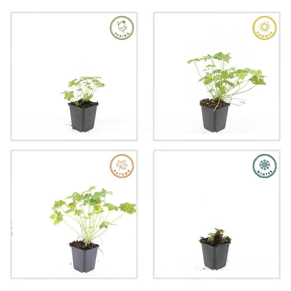 Image of Storchschnabel Geranium macrorrhizum 'Czakor' – ↕10-25cm – Ø9cm – Tiefrosa Blüten – Aromatisches Laub – Robuster Bodendecker-5