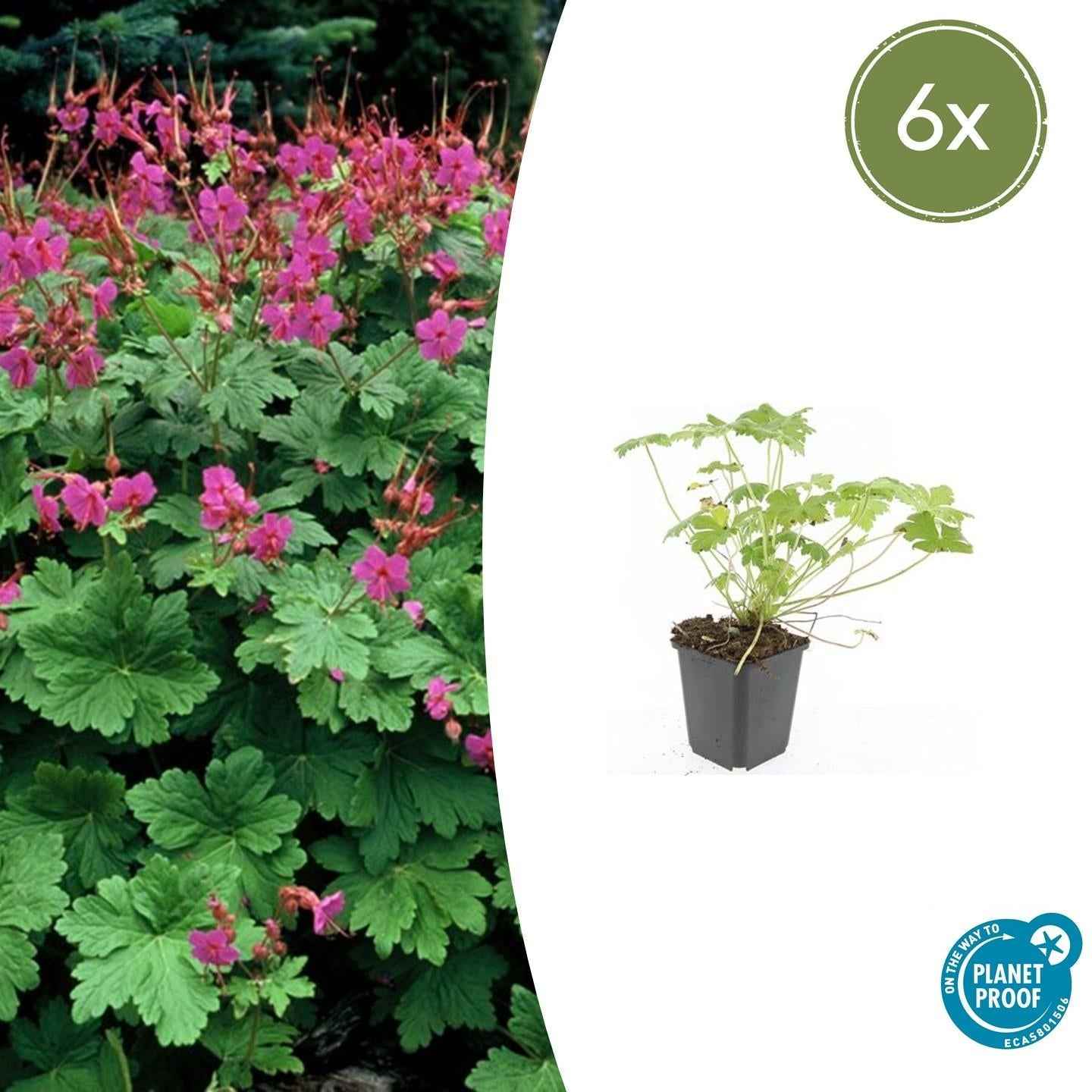 Image of Storchschnabel Geranium macrorrhizum 'Czakor' – ↕10-25cm – Ø9cm – Tiefrosa Blüten – Aromatisches Laub – Robuster Bodendecker-2