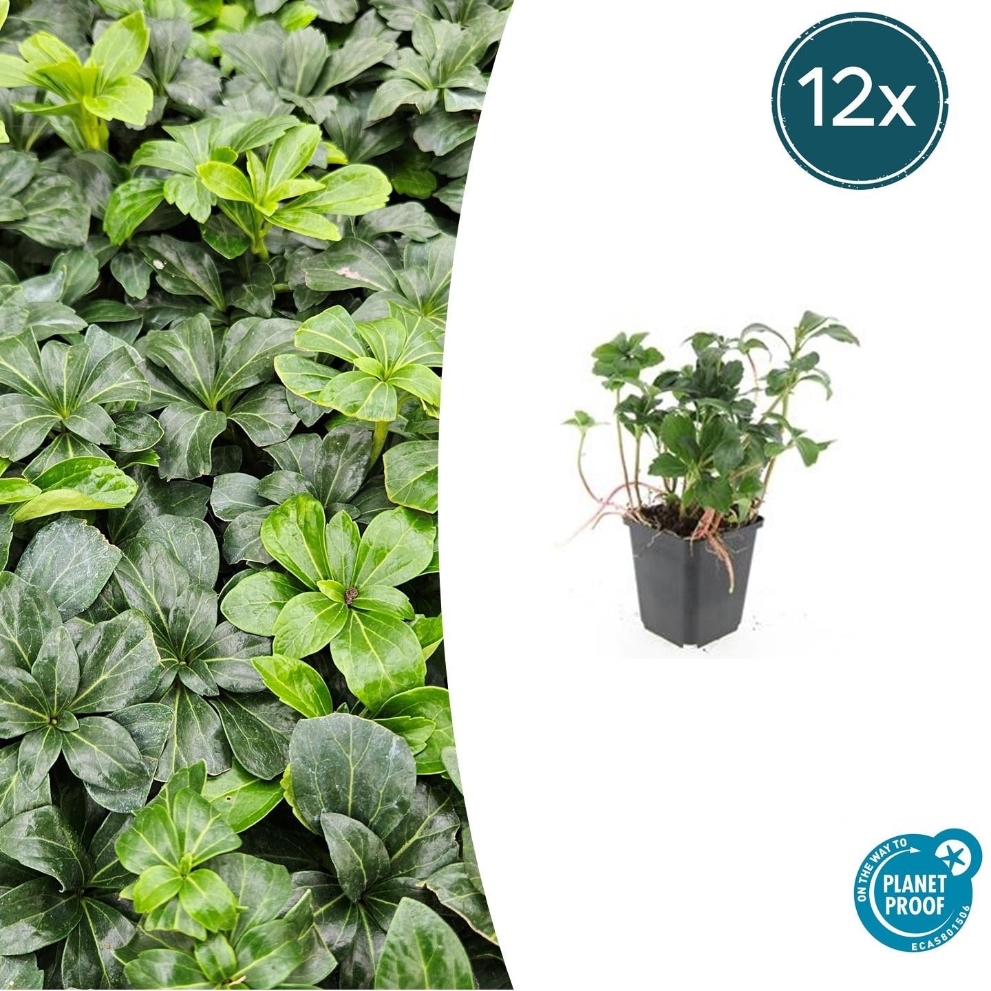 Image of Schattengrün Pachysandra terminalis 'Green Sheen' – ↕10-25cm – Ø9cm – Pflegeleicht & Winterhart-7